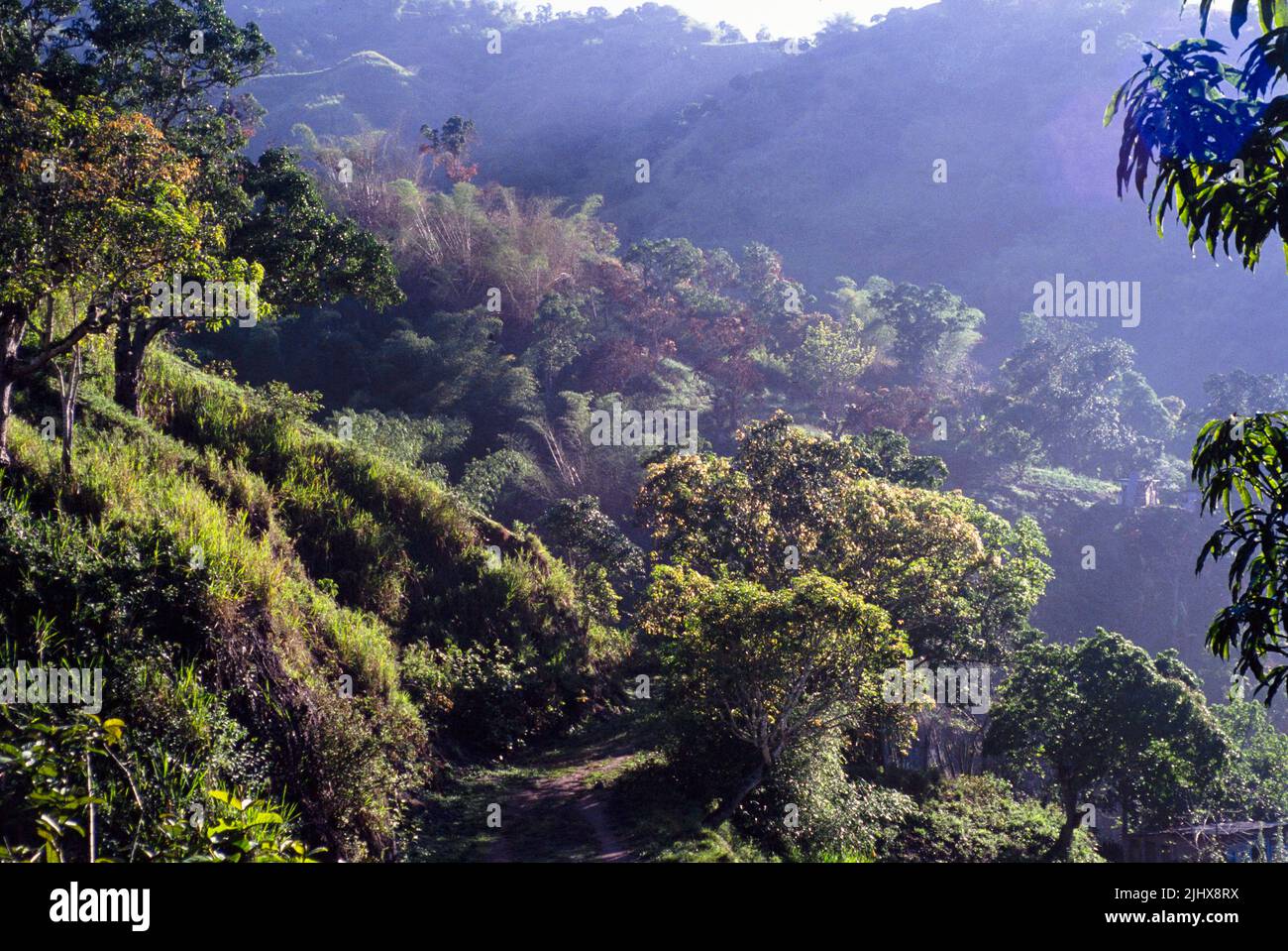 Forêt tropicale paysagère dans les montagnes Bleues, Jamaïque, Antilles, 1990 Banque D'Images