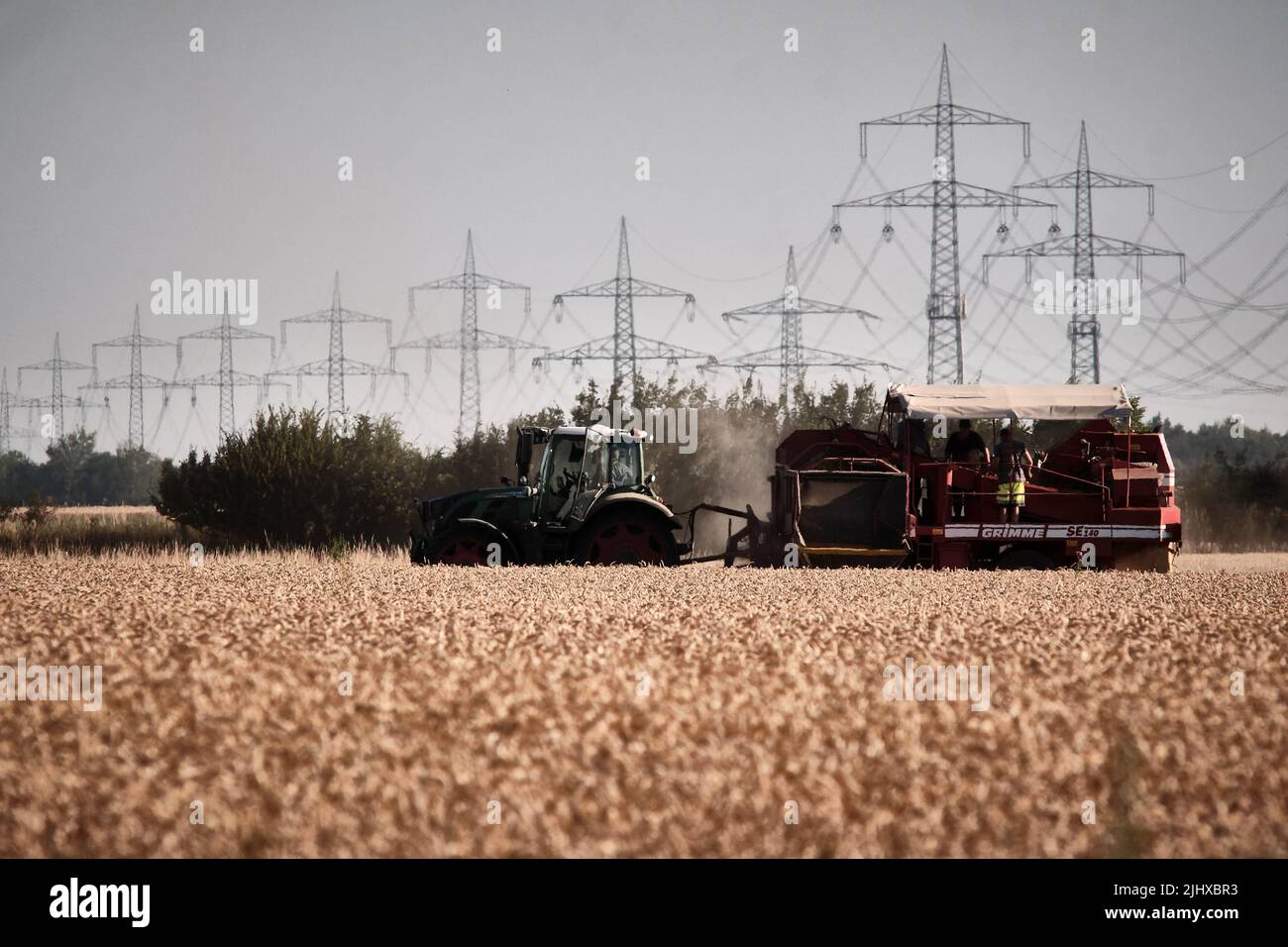 20 juillet 2022, Basse-Saxe, Wendeburg : un agriculteur récolte des pommes de terre derrière un champ de céréales avec ses aides. Photo: Stefan Jaitner/dpa Banque D'Images