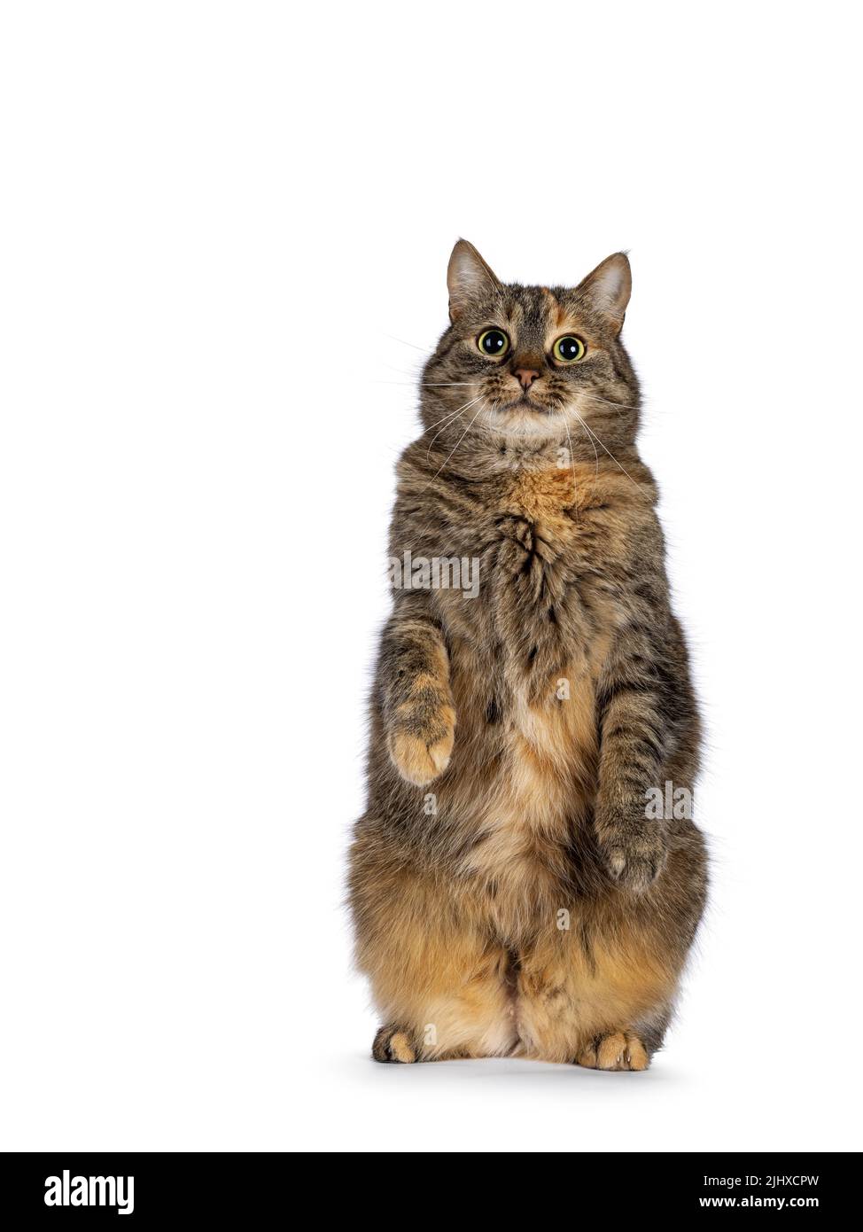 Chat de tortie doux, assis face à l'avant sur les pattes arrière comme meerkat. En regardant vers l'appareil photo. Isolé sur un fond blanc. Banque D'Images