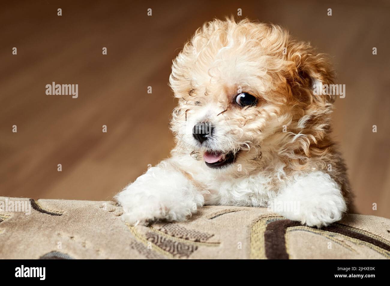 Maltipoo chiot. Adorable maltais et coolle mélange Puppy Banque D'Images