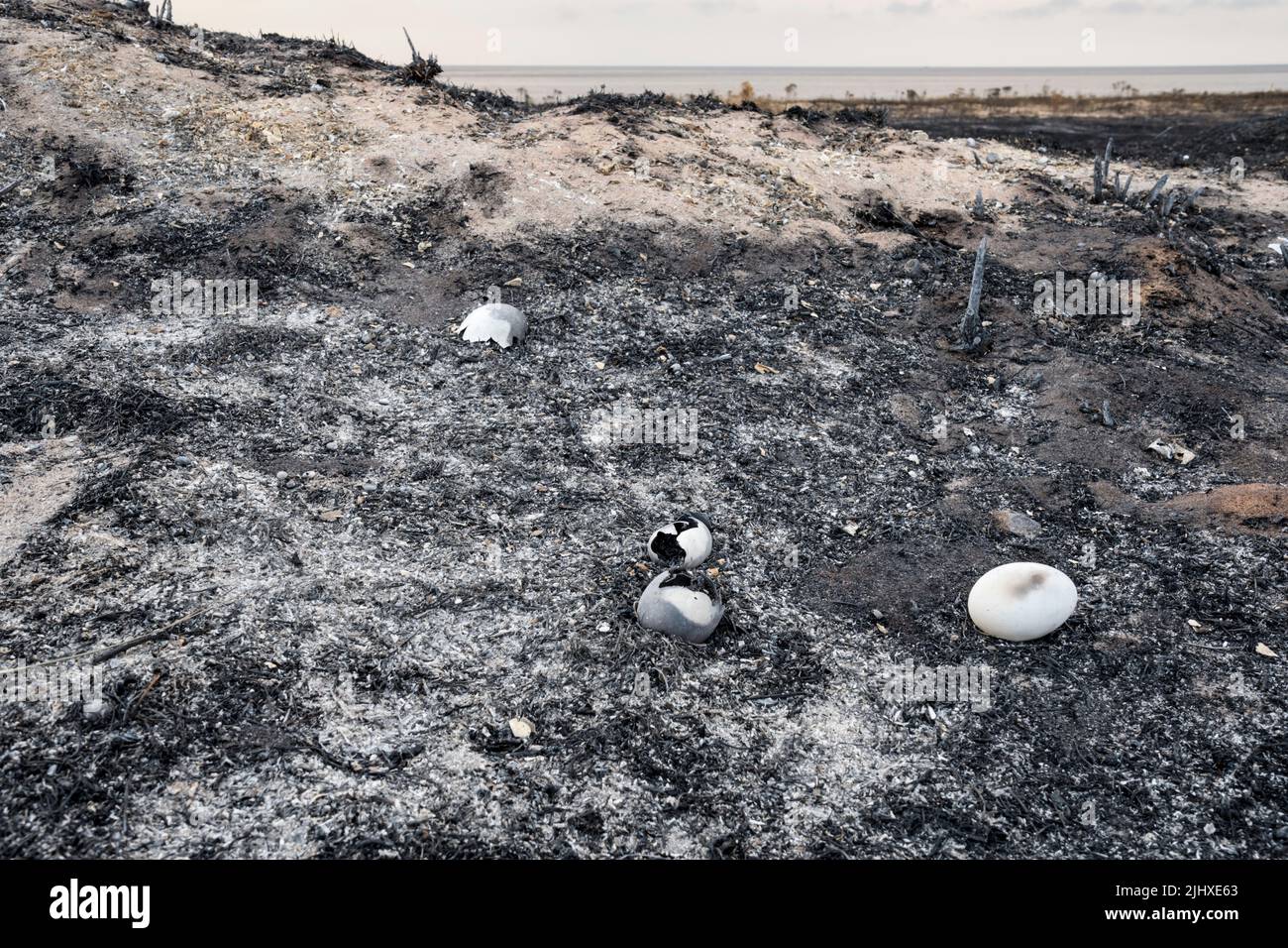 Œufs d'oiseaux sauvages détruits dans le feu de la lande au parc national de Snettisham, sur la rive est du Wash, pendant la vague de chaleur de juillet 2022. Banque D'Images