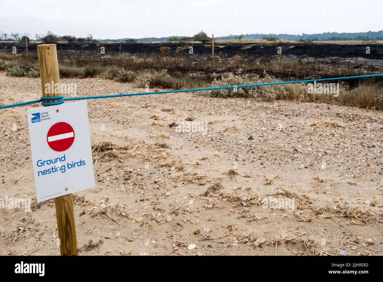 Les oiseaux nicheurs du sol s'écritent devant la lande détruite en feu au parc national de Snettisham, sur la rive est du Wash, pendant la vague de chaleur de juillet 2022. Banque D'Images