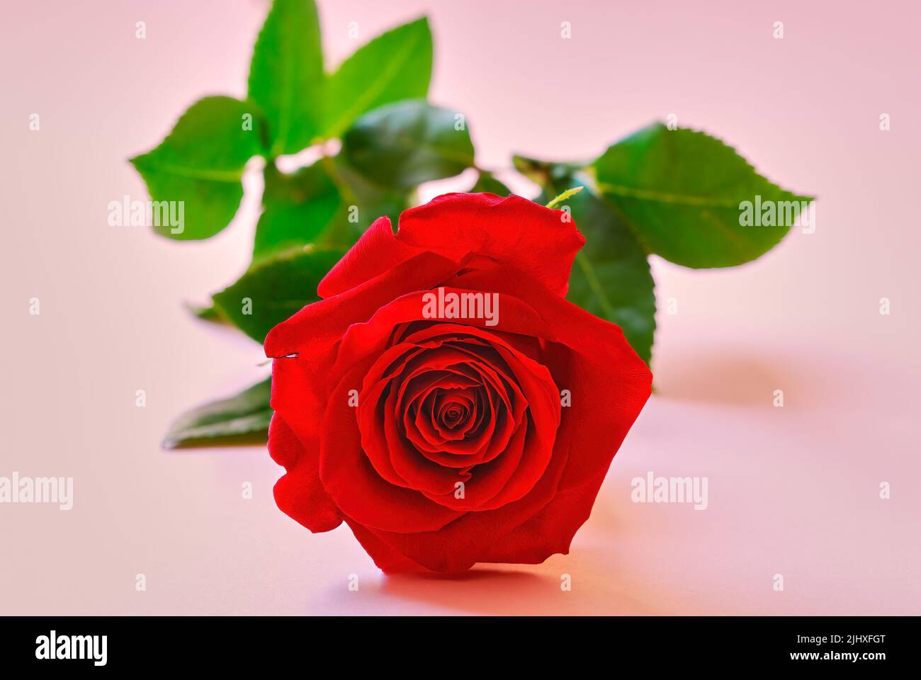 Fleur de rose rouge avec des feuilles isolées sur fond rose. Vue avant. Carte pour la fête des mères et de la Saint-Valentin. Message d'accueil des fêtes, avec espace pour le texte. Banque D'Images