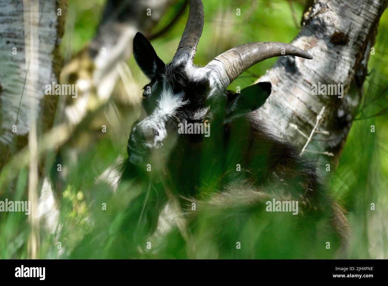 Goat sauvage pris à l'île de Kerrera à Oban, en Écosse. Banque D'Images