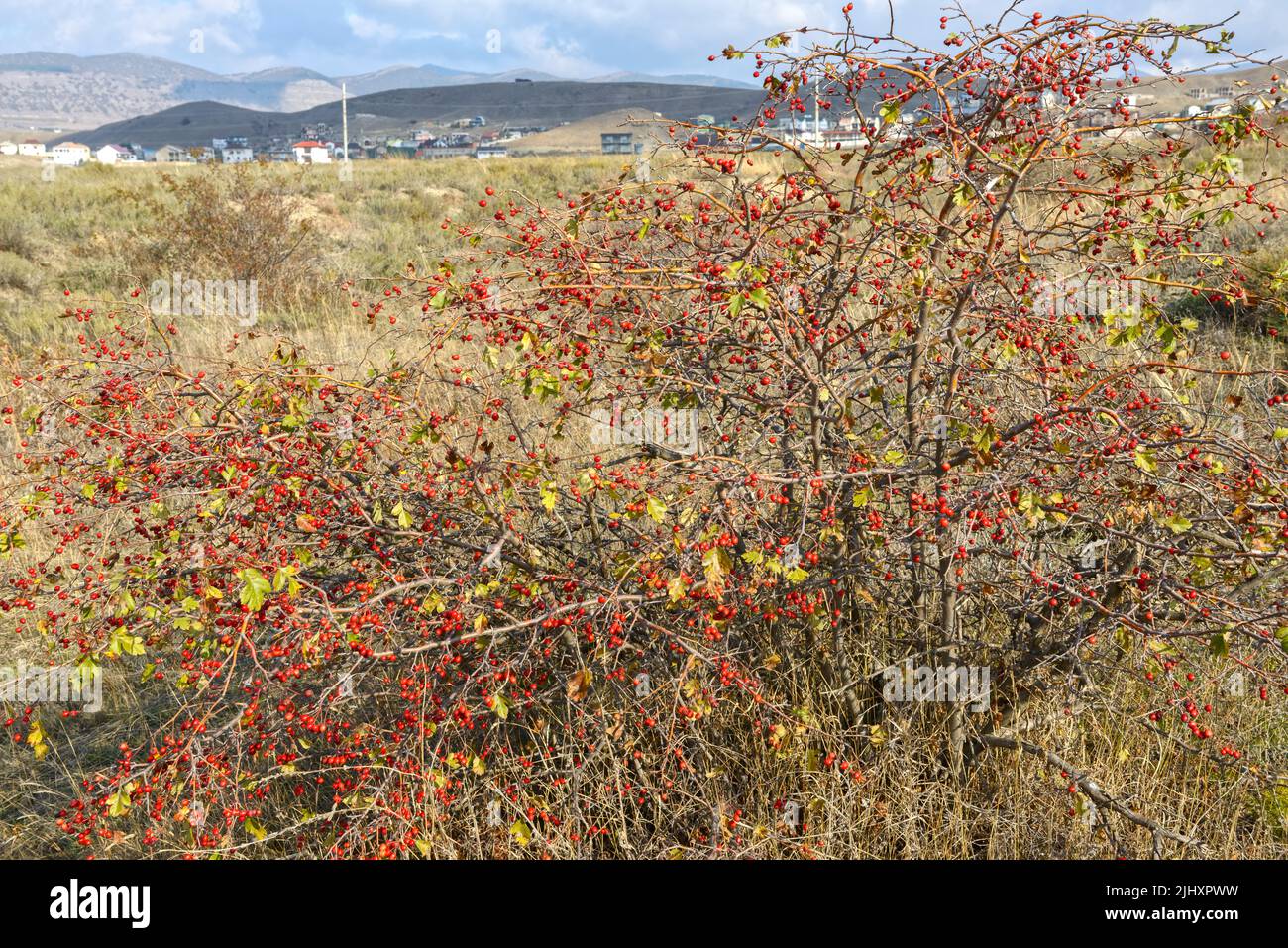 Vue panoramique avec buisson de l'aubépine dans la réserve naturelle de la vallée de Kapsel près de Sudak emplacement, Crimée, Russie. Banque D'Images
