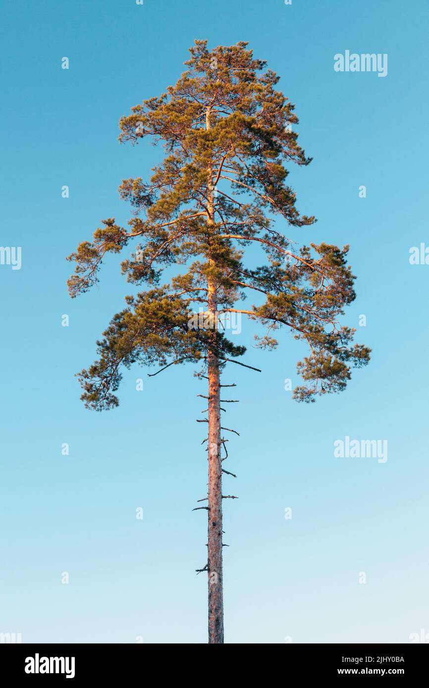 Le pin est sur fond bleu ciel, photo verticale naturelle Banque D'Images