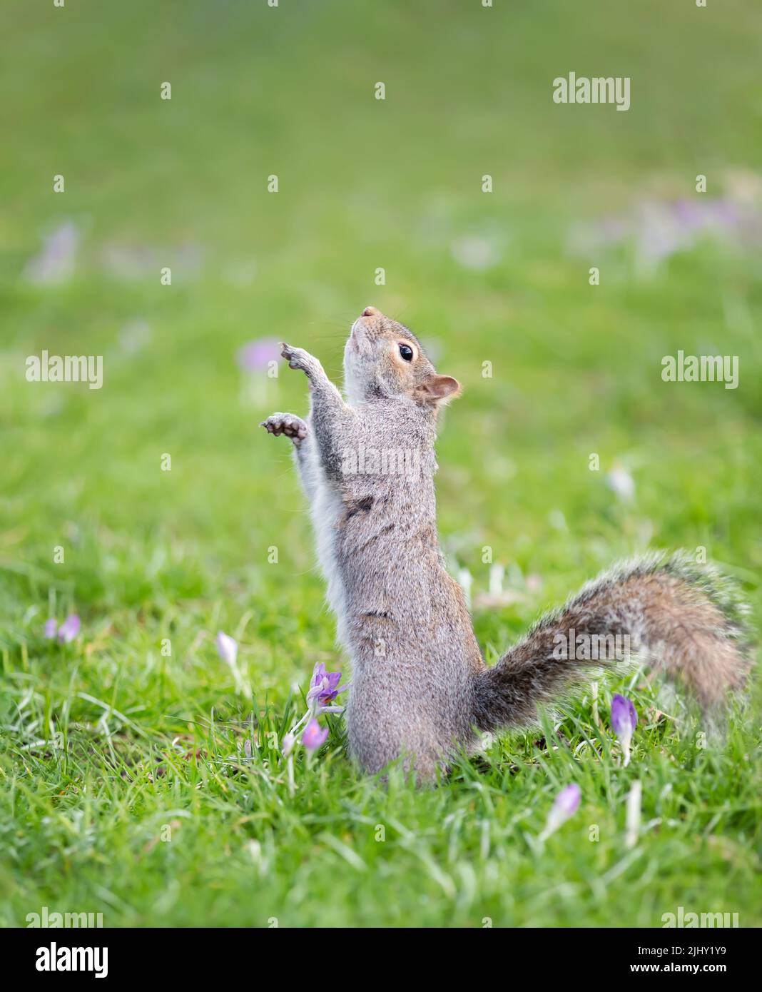 Gros plan d'un écureuil gris de l'est debout sur ses pattes arrière dans l'herbe verte avec le crocus, Royaume-Uni. Banque D'Images