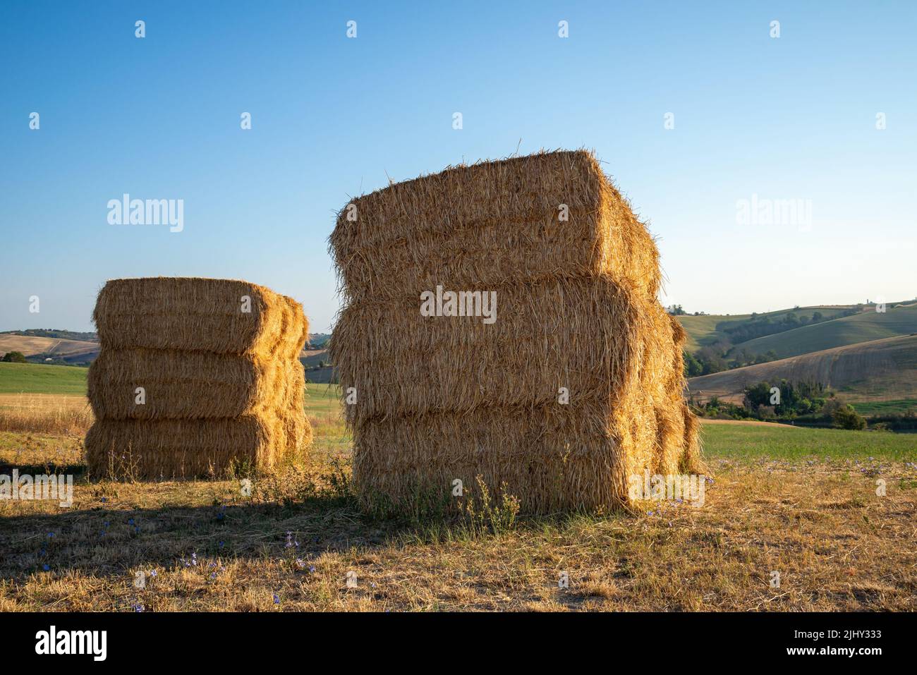 Une vue sur les cabanes dans un champ près de Montegridolfo, un village antique de la région d'Émilie-Romagne en Italie. Champs cultivés sur la colline, sous Banque D'Images