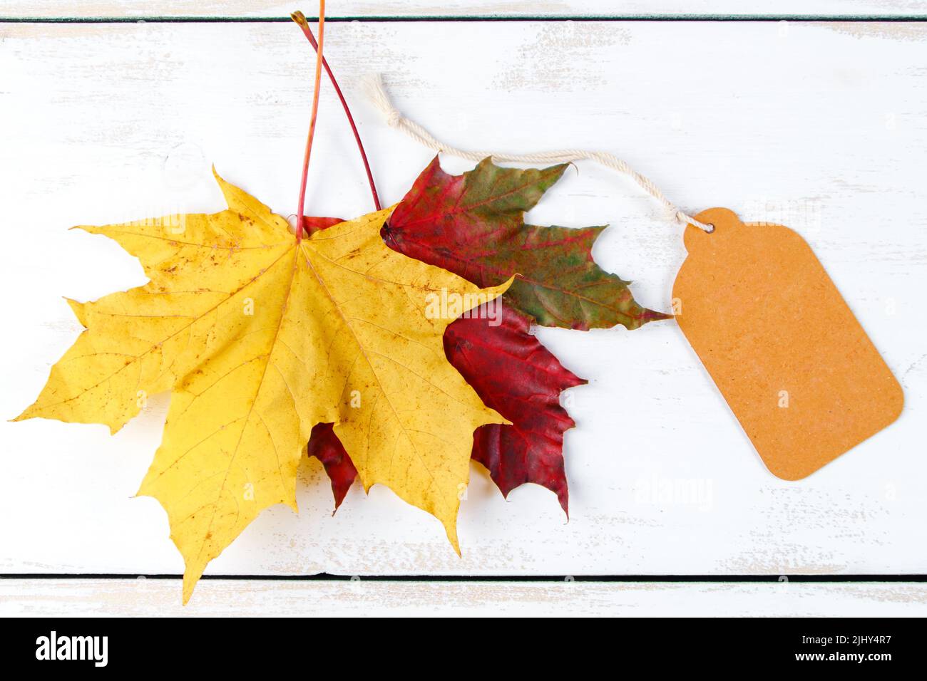 Vente d'automne et concept de remise. Étiquette vierge et feuilles mortes sur fond blanc en bois. Thanksgiving et récolte. Copier l'espace. Banque D'Images