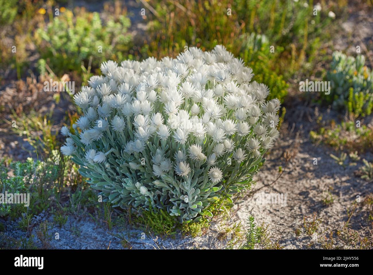 Les persistantes blanches, ou syncarpha, qui poussent à l'extérieur dans leur habitat naturel. La vie végétale et la végétation en croissance et en prospérité sur le terrain de montagne dans un Banque D'Images