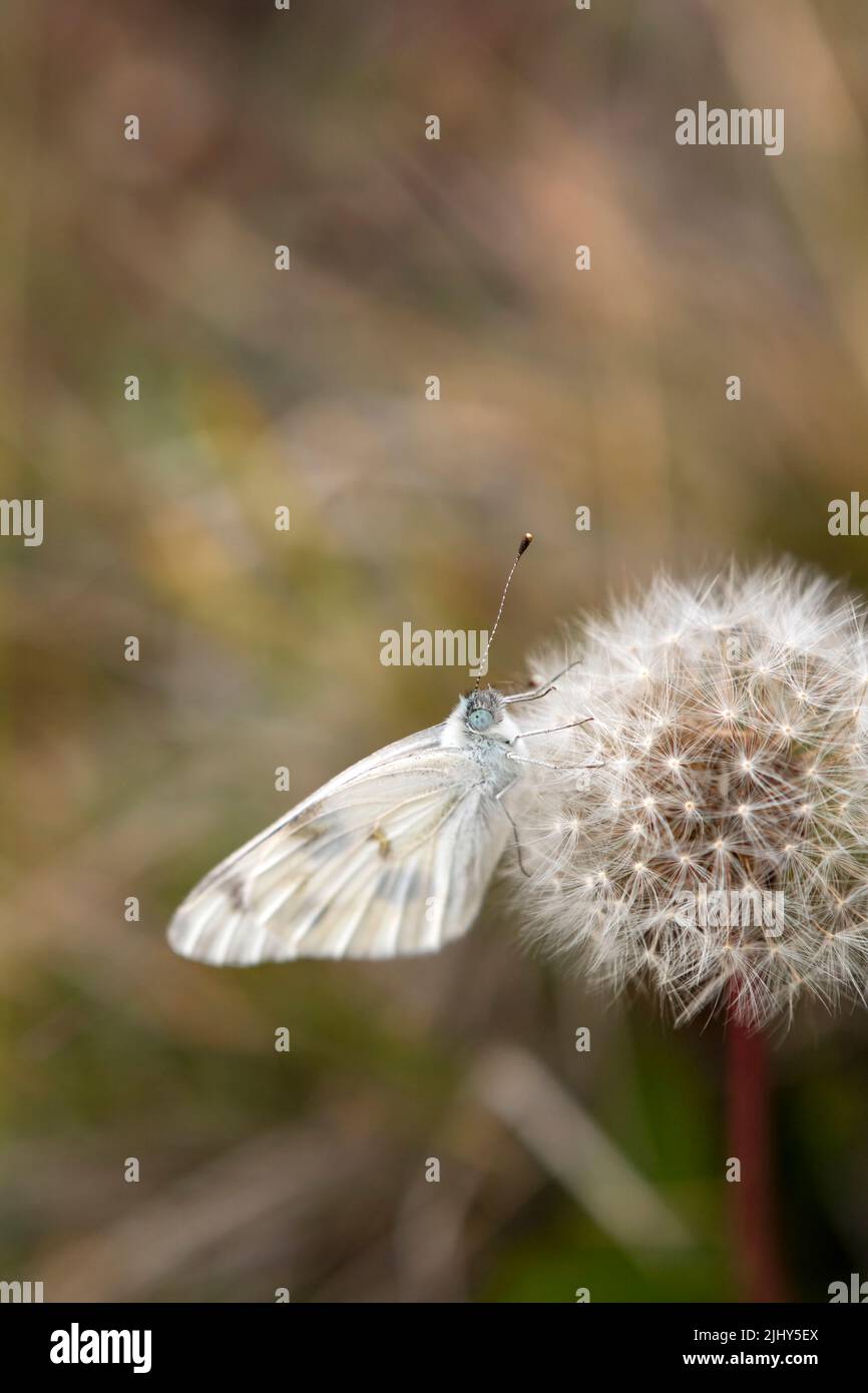 Un papillon blanc à carreaux (Pontia protodice) reposant sur une tête de graine joliment ronde et complète de salsify occidental. Banque D'Images