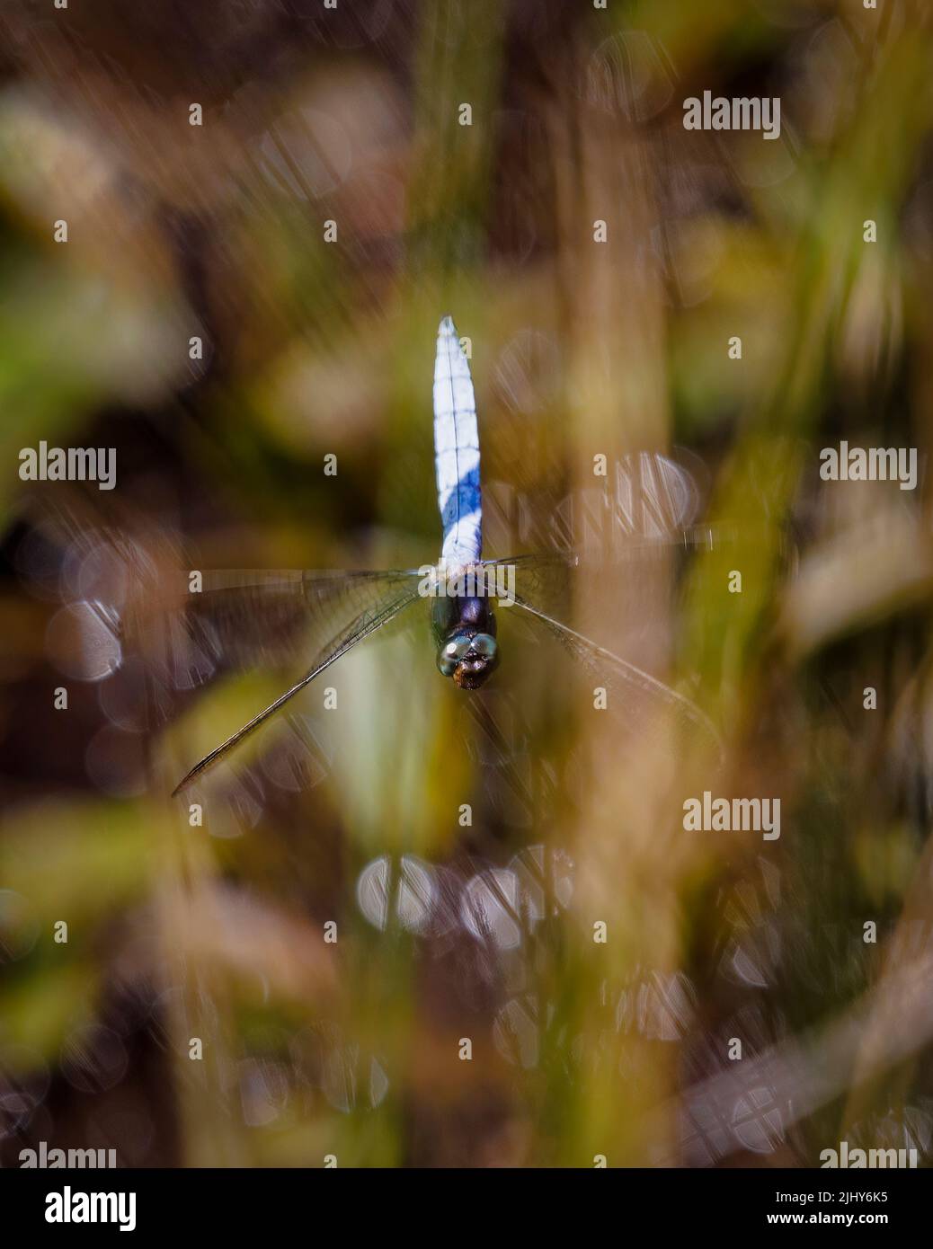 Libellule à corps bleu, écumoire à talons mâles (Orthetrum coerulescens) en vol, volant vers la caméra, Chobham Common, Surrey, au sud-est de l'Angleterre Banque D'Images