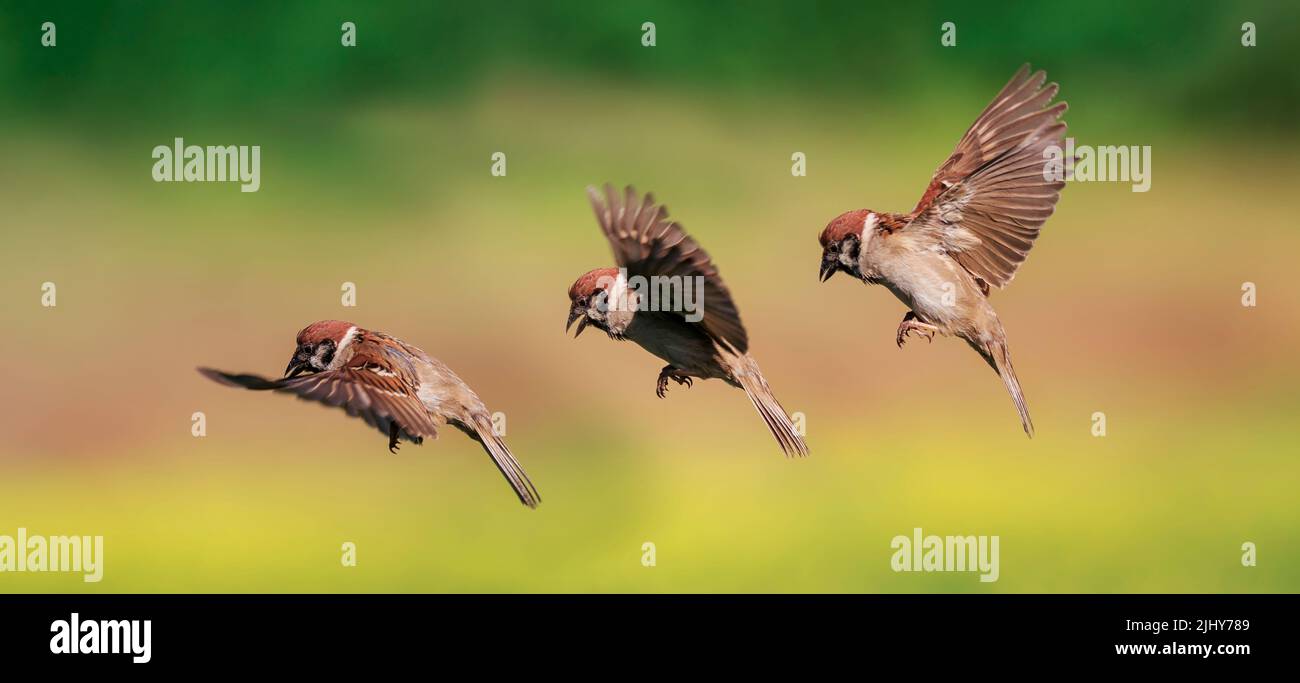 trois étapes de vol épargnent les oiseaux dans le jardin en agitant leurs ailes et leurs plumes Banque D'Images