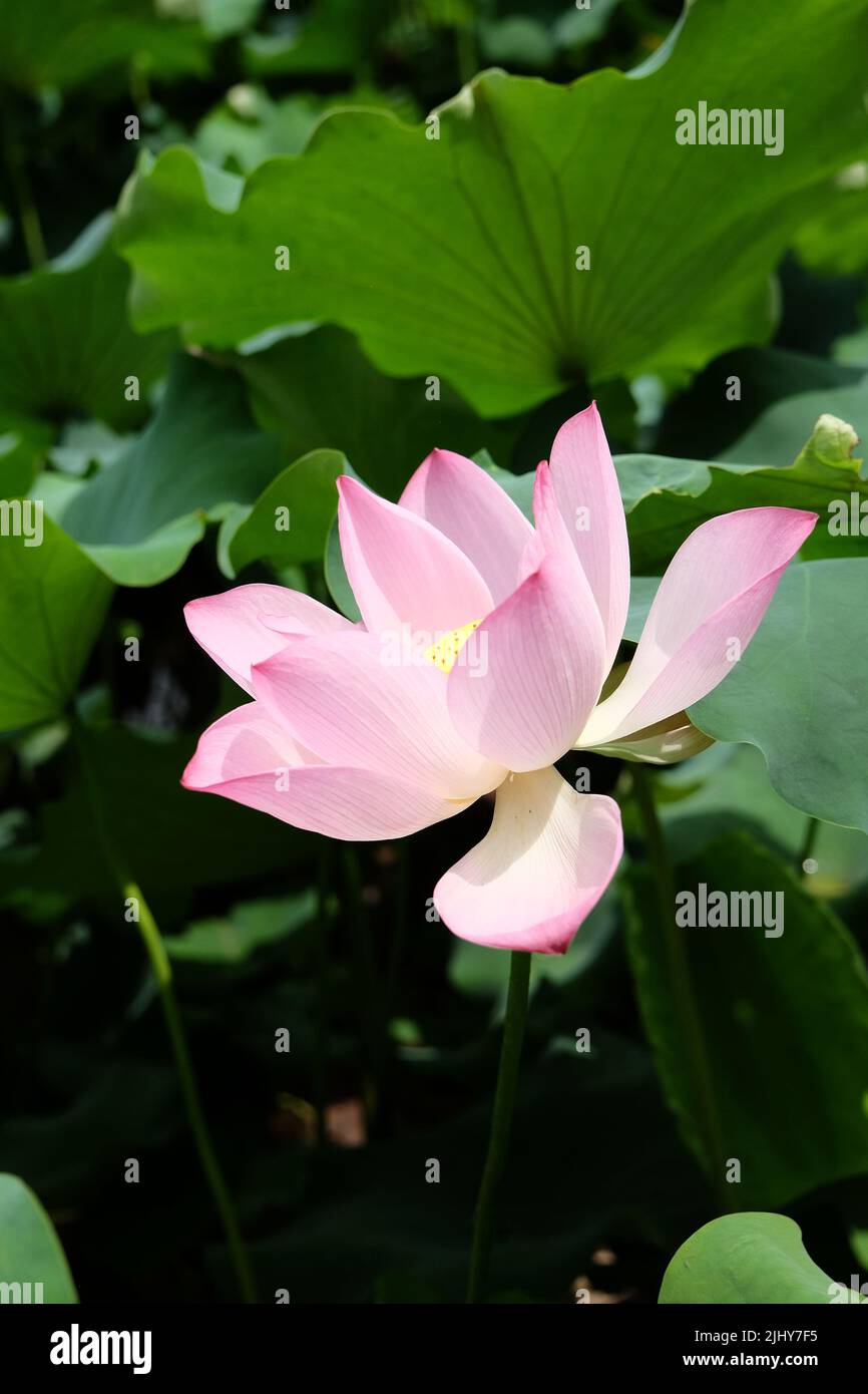 Le Lotus fleuri Banque D'Images