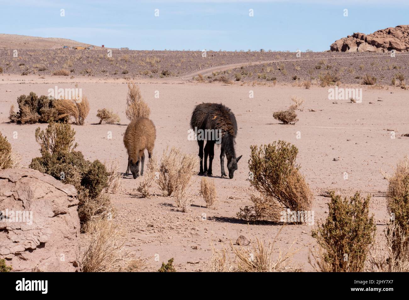 Deux lamas, lama glama, paître dans le désert aride Atacama près de San Pedro de Atacama, Chili. Banque D'Images