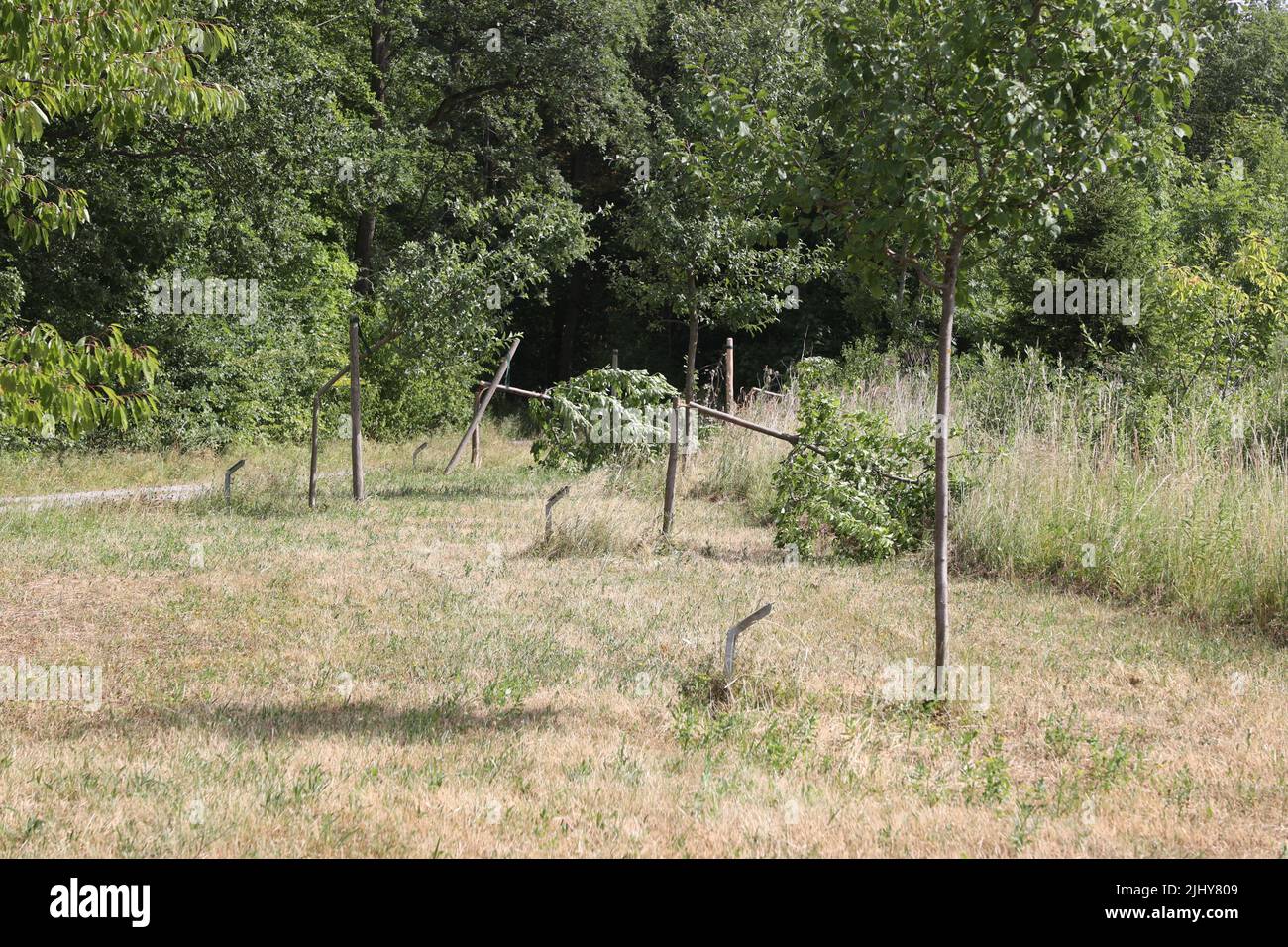 Weimar, Allemagne. 21st juillet 2022. Trois arbres ont été coupés près du mémorial de Buchenwald. Sept arbres au total ont été coupés pour commémorer les victimes du camp de concentration nazi près de Weimar. Les arbres ont été dédiés aux enfants tués de Buchenwald et à six prisonniers nommés. Credit: Bodo Schackow/dpa/Alay Live News Banque D'Images