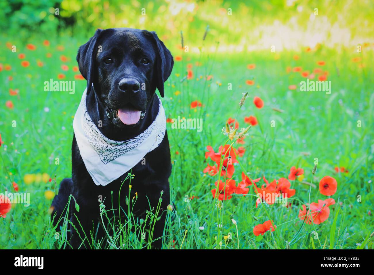 Chiot Labrador noir assis sur un pré ensoleillé d'été entouré de fleurs de pavot rouges Banque D'Images