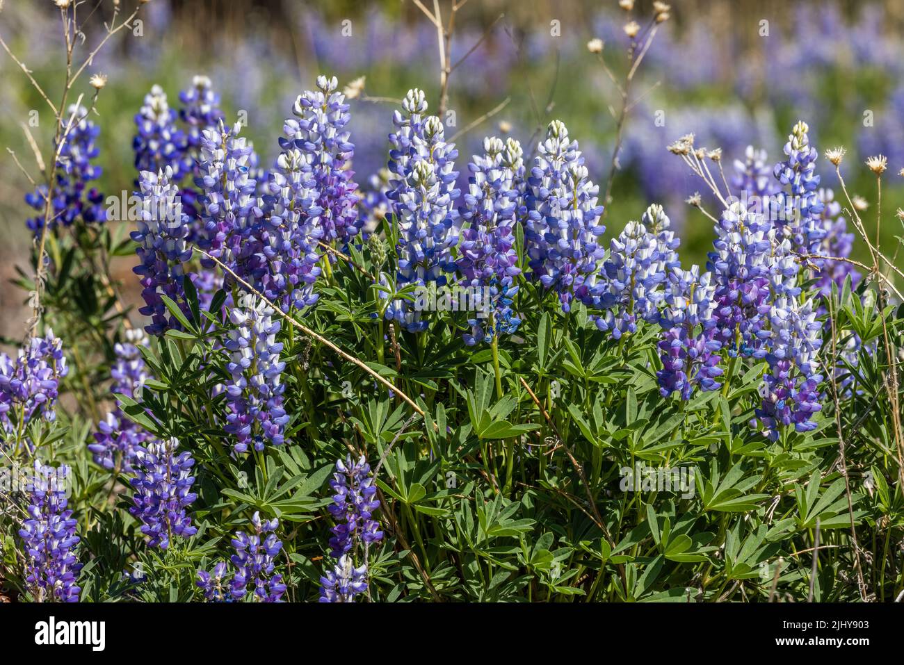 Lupin sauvage, parc national de Grand Teton, Wyoming Banque D'Images