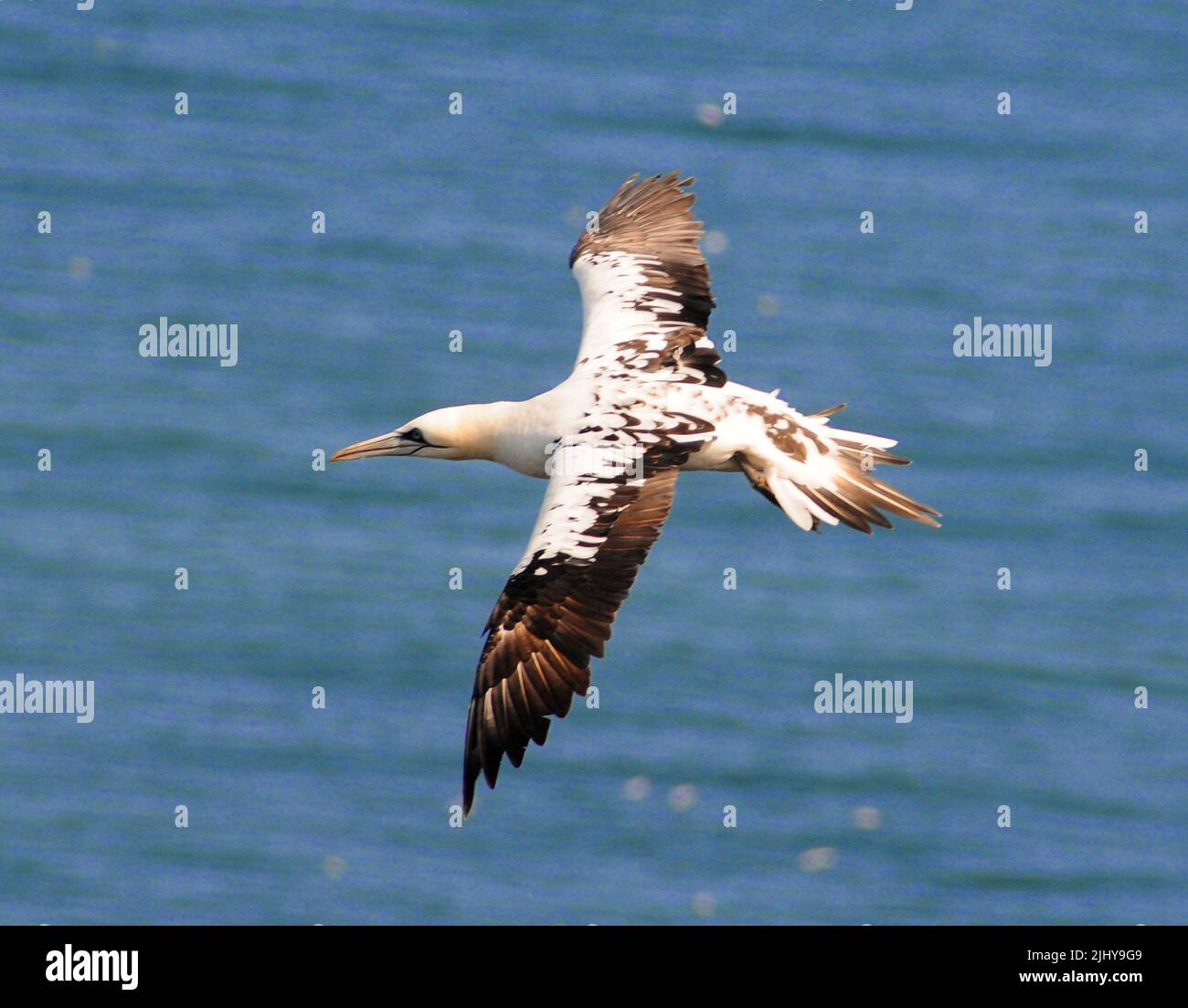 Gannet immature en vol. Banque D'Images