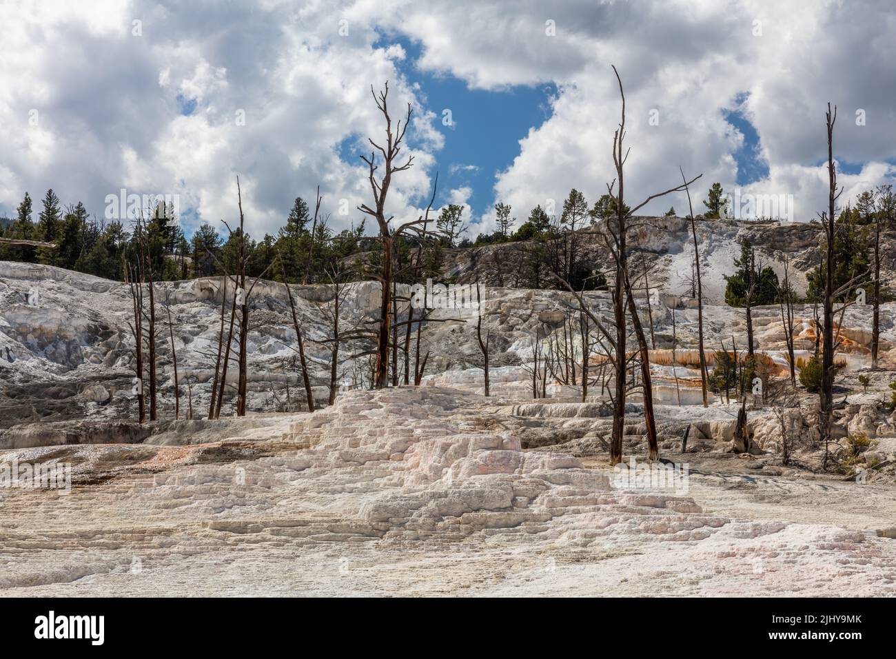 Squelettes d'arbres morts et travertin, terrasses Upper Mammoth, sources thermales Mammoth, parc national de Yellowstone, Wyoming Banque D'Images