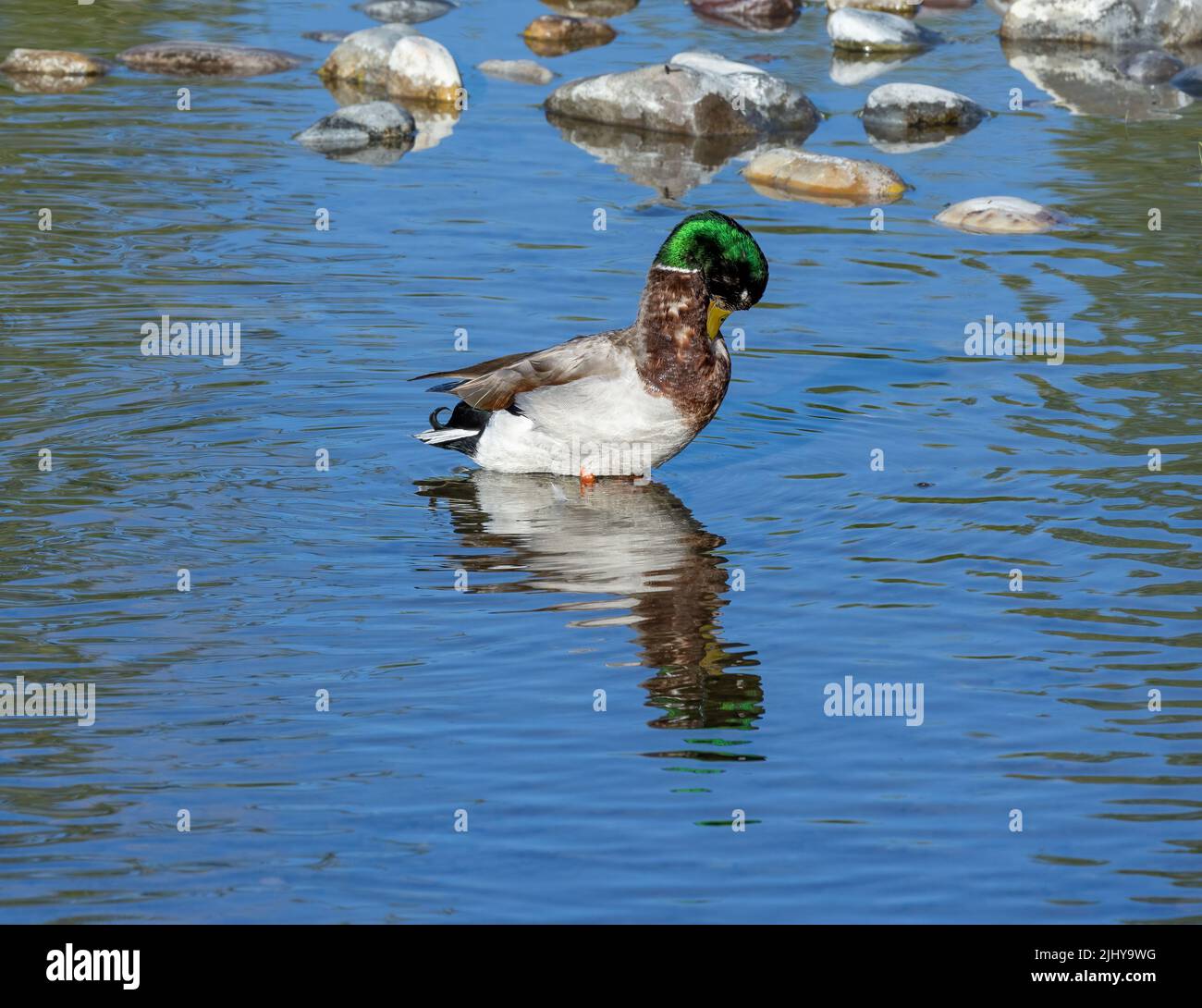 Canard colvert mâle dans un ruisseau, parc national de Grand Teton, Wyoming Banque D'Images