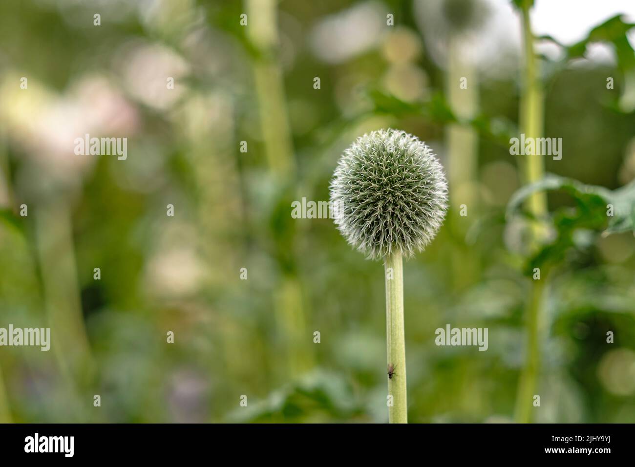 Chardon sauvage ou echinops exaltatus fleurs poussant dans un jardin botanique avec un fond flou et un espace de copie. Gros plan sur les espèces d'asteraceae Banque D'Images