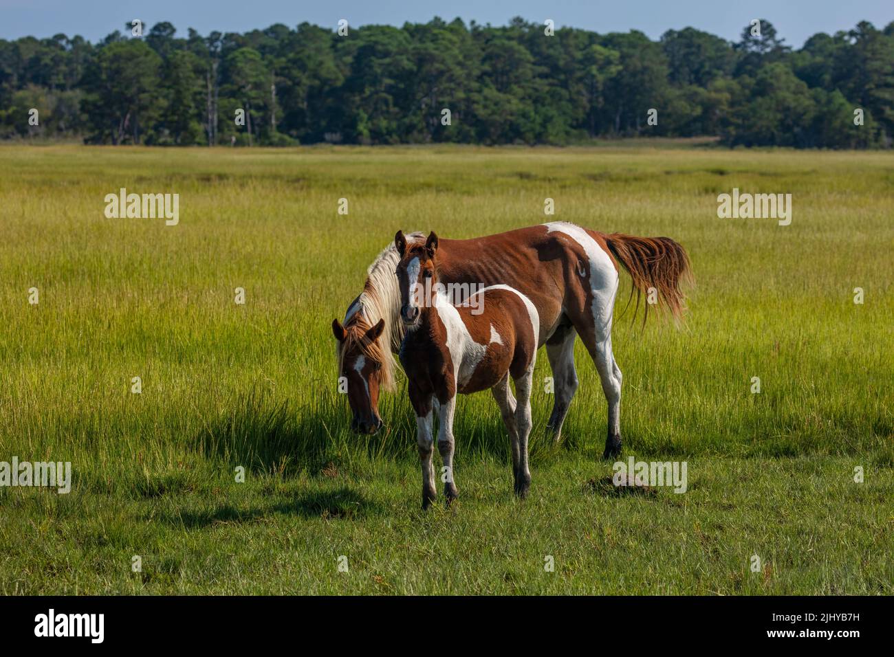 Mère et enfant de poneys sauvages célèbres de Chincoteague, réserve naturelle nationale de Chincoteague, Virginie Banque D'Images