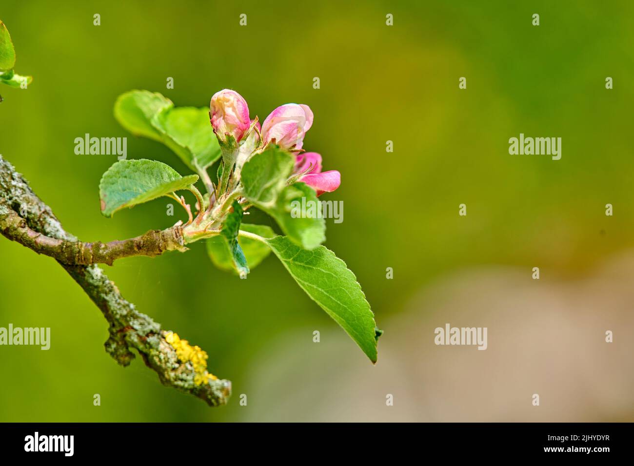 La fleur de la pumila de Malus dans un jardin en été. De belles plantes florissantes s'ouvrent et fleurissent sur une pelouse au printemps. Plantes Banque D'Images