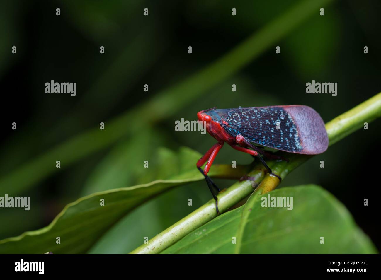 Gros plan de l'insecte Kalidasa (planthopper) sur la feuille verte d'une nuit de pluie aux couleurs vives Banque D'Images