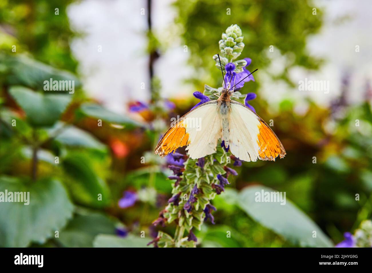 Image du magnifique papillon de la pointe d'orange sur les fleurs violettes Banque D'Images