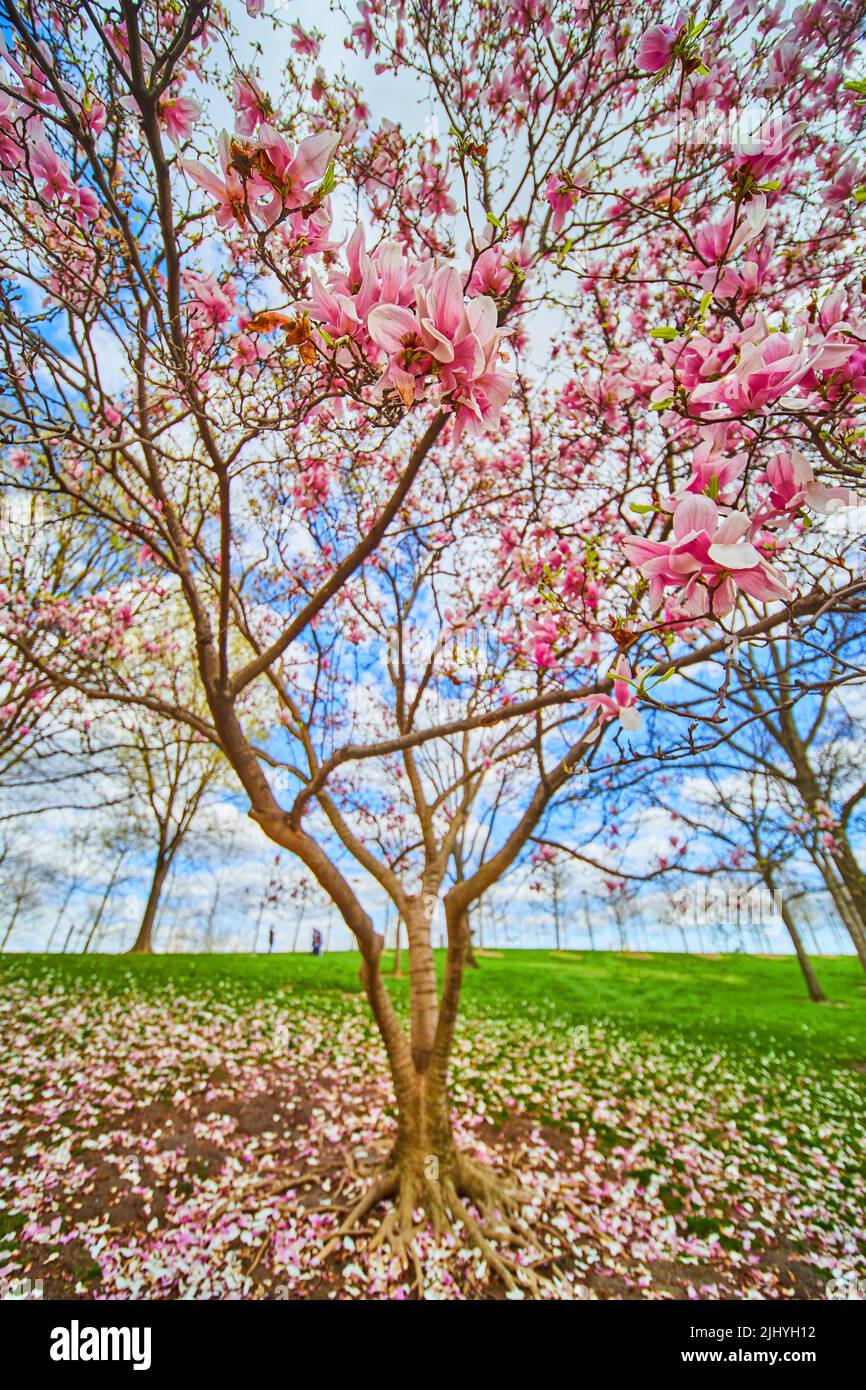 Grand angle de l'arbre recouvert de grandes fleurs roses et blanches au printemps Banque D'Images
