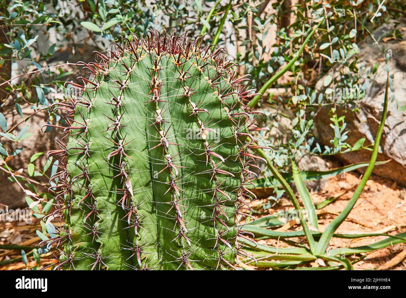 Détail de grand cactus entouré par une variété de plantes de cactus Banque D'Images