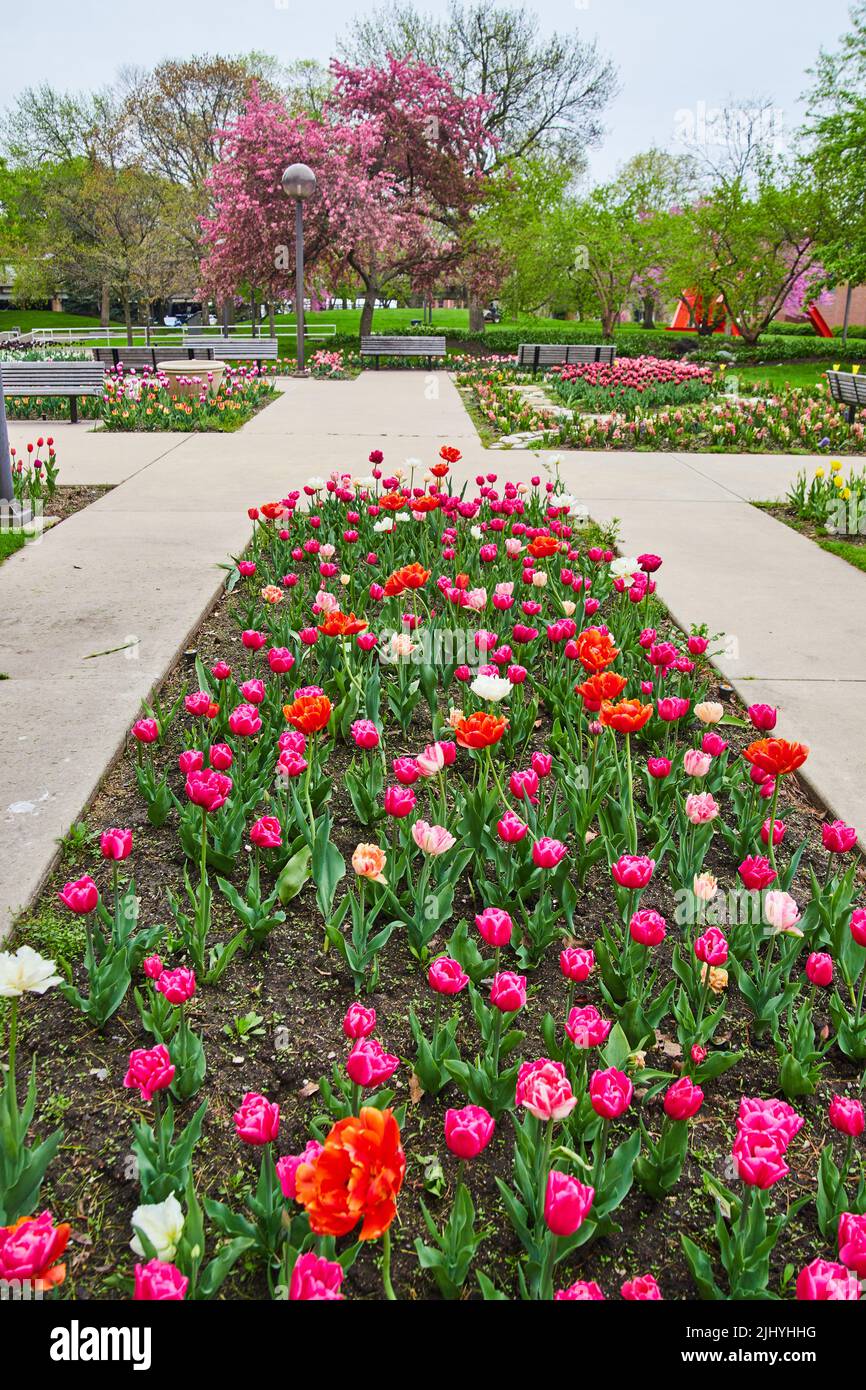 Jardin de tulipes de printemps coloré pour la Saint-Valentin dans le parc de la ville Banque D'Images