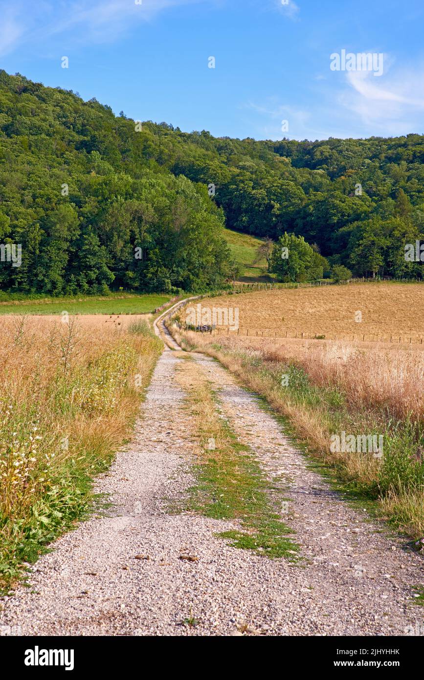 Route de terre sur une ferme menant à une forêt verte avec fond bleu ...