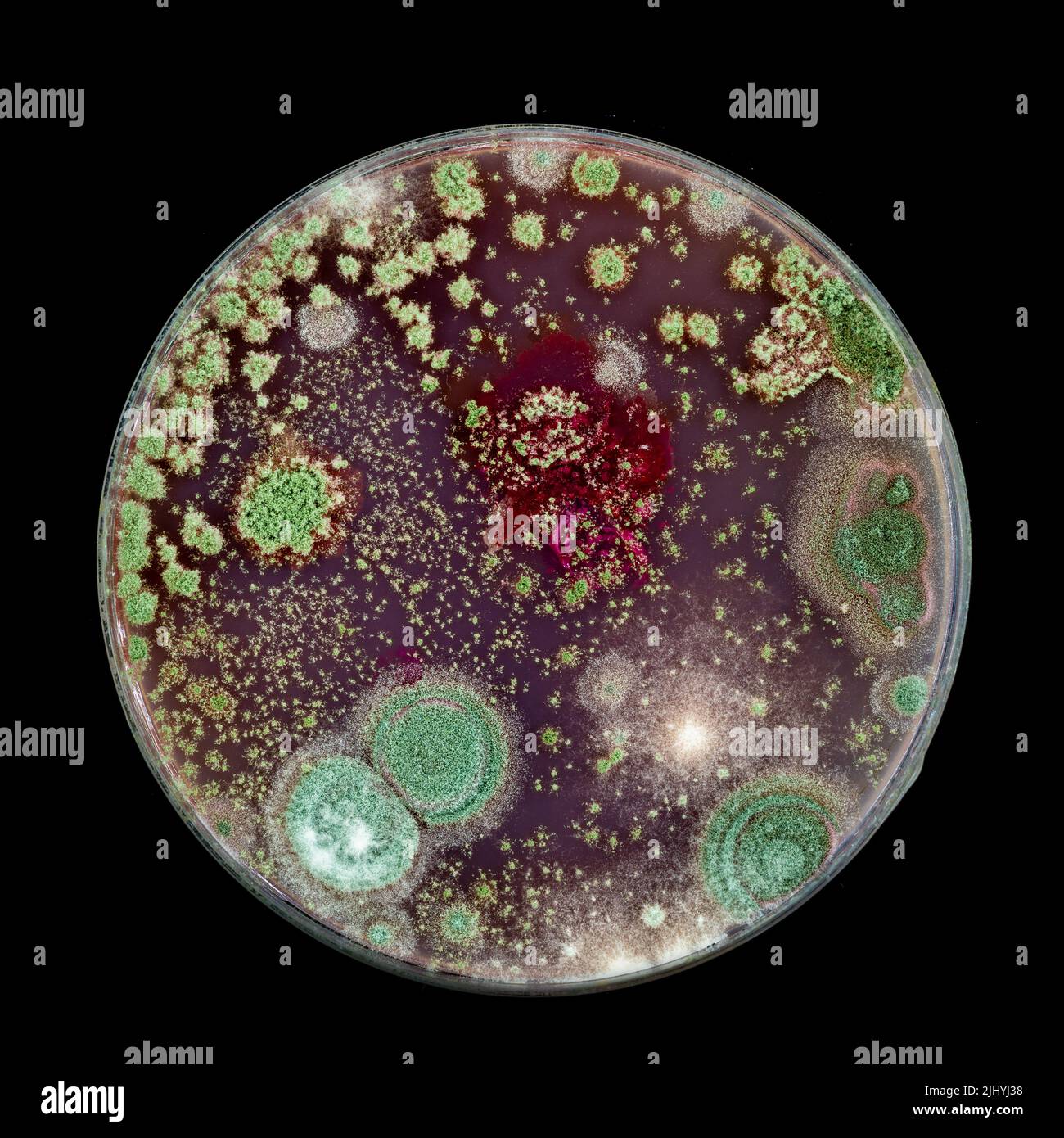 Boîte De Petri Avec Des Cultures De Bactéries Colorées | Image Premium