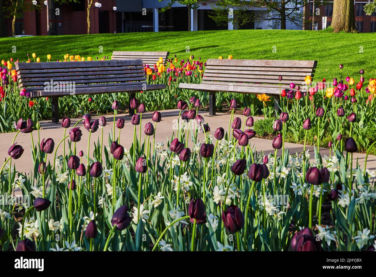 Jardin de tulipes violet et blanc avec bancs en arrière-plan Banque D'Images