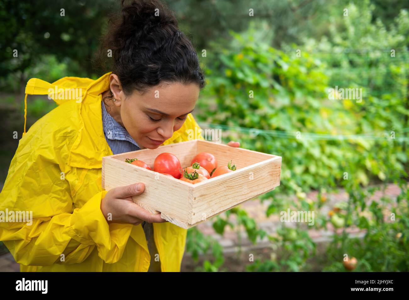 Belle femme jardinière sentant une culture fraîchement moissonnée de tomates biologiques mûres cultivées dans son propre jardin potager Banque D'Images