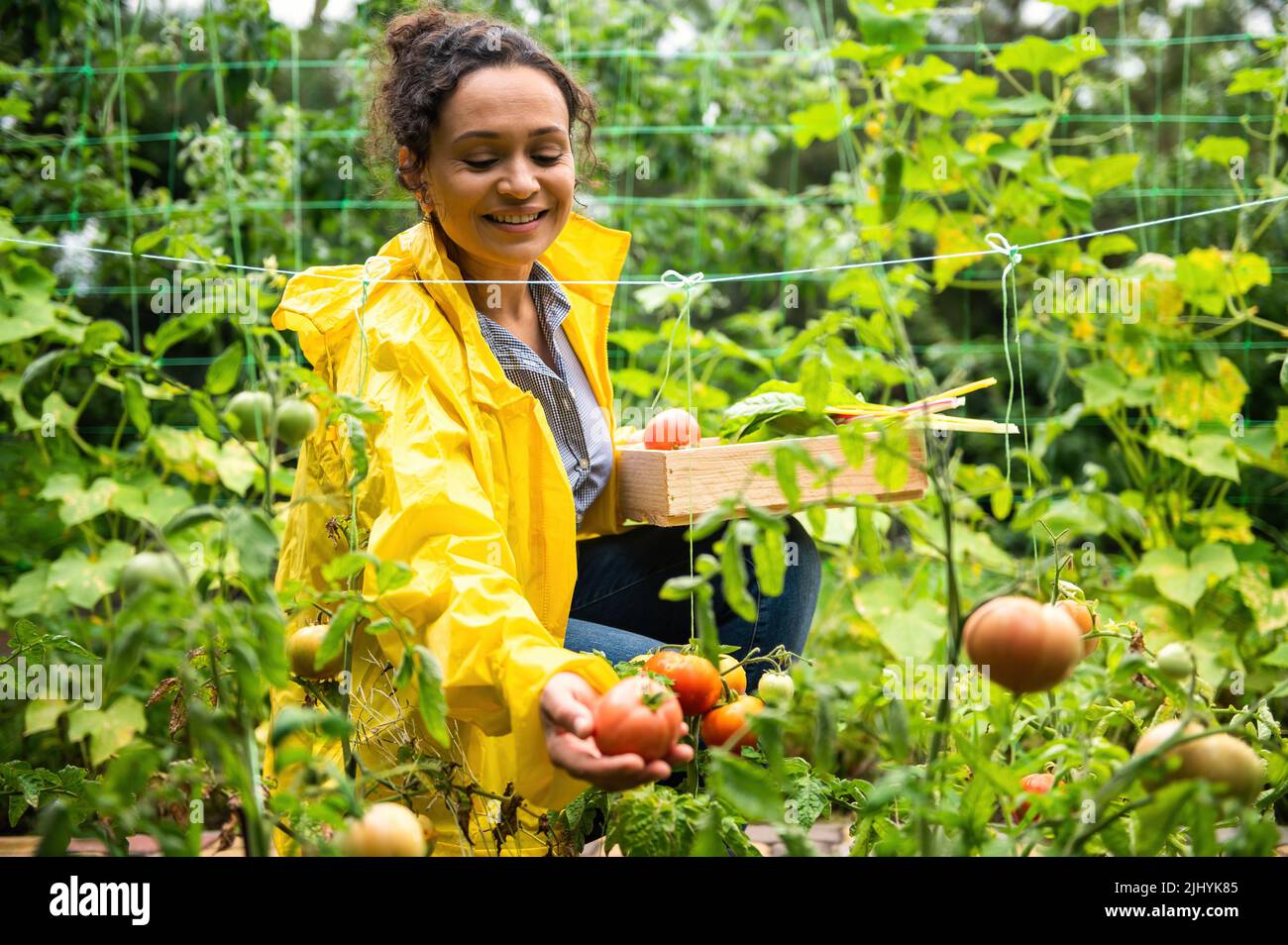 Charmante femme agronome jardinier, cueille des tomates mûres, juteuses et biologiques dans sa propre ferme écologique. Culture et récolte. Banque D'Images