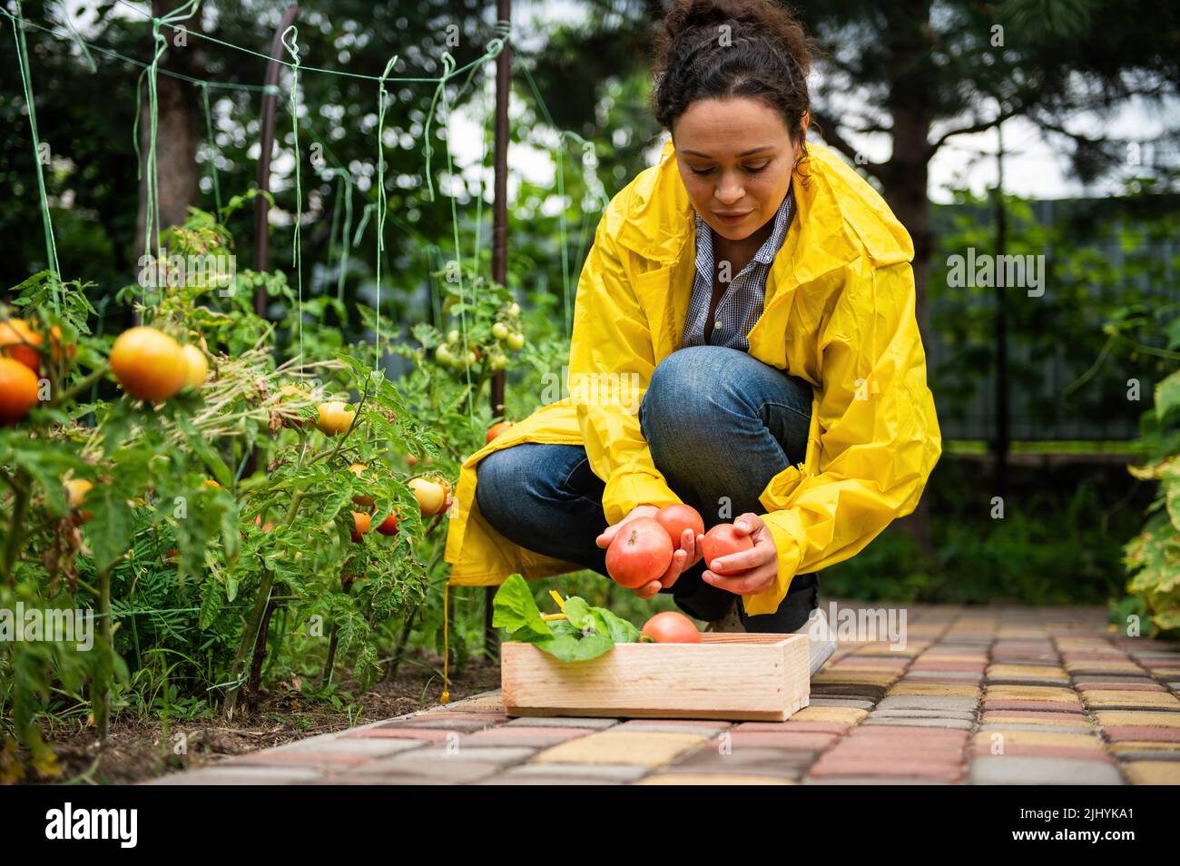 Femme agréable paysanne, agronome dans un manteau de pluie jaune, récolte de tomates biologiques locales dans une ferme écologique Banque D'Images