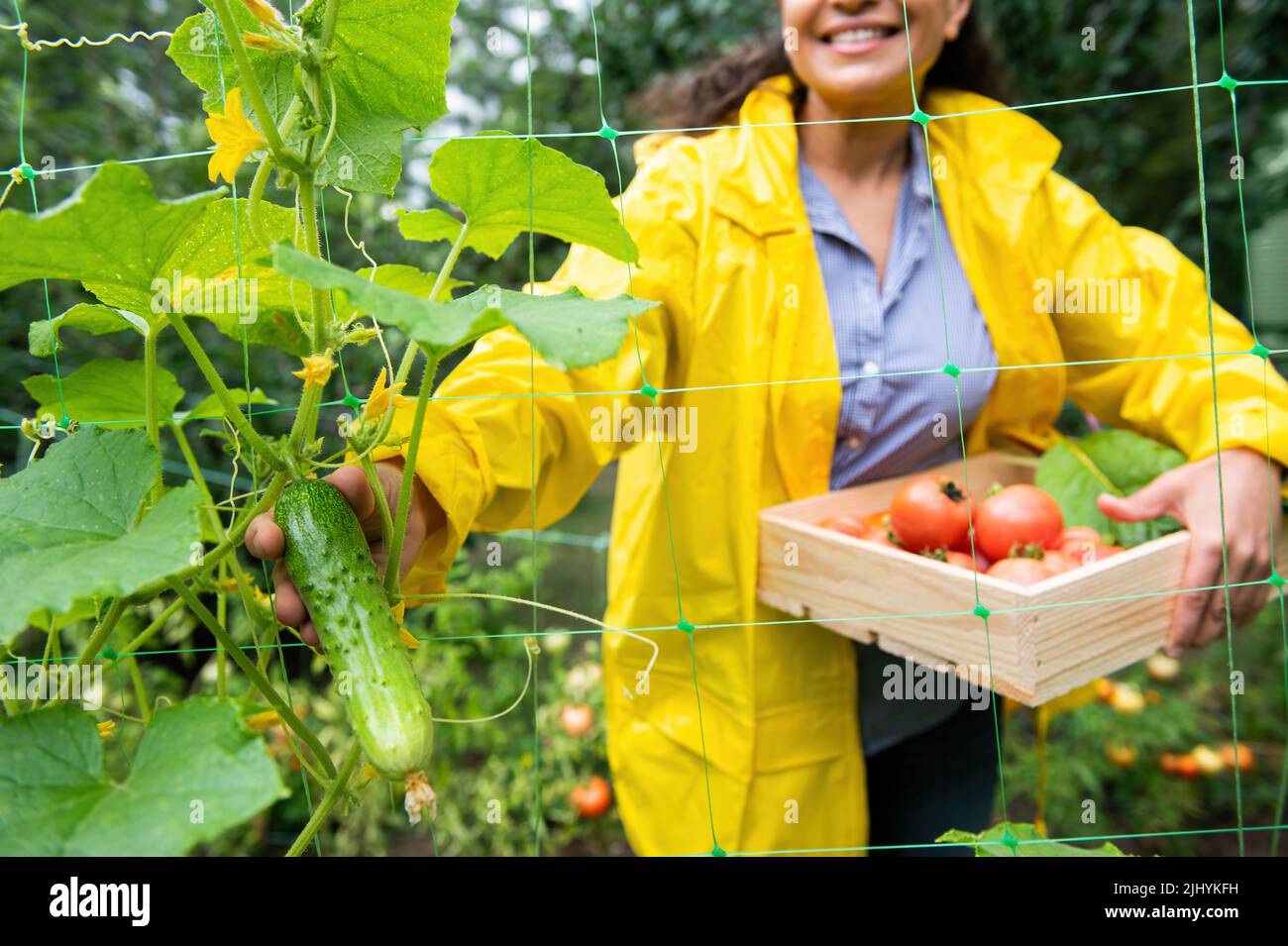 Concentrez-vous sur un concombre croissant dans les mains d'une femme brouillée cultivant des légumes biologiques dans une éco-boîte en bois Banque D'Images