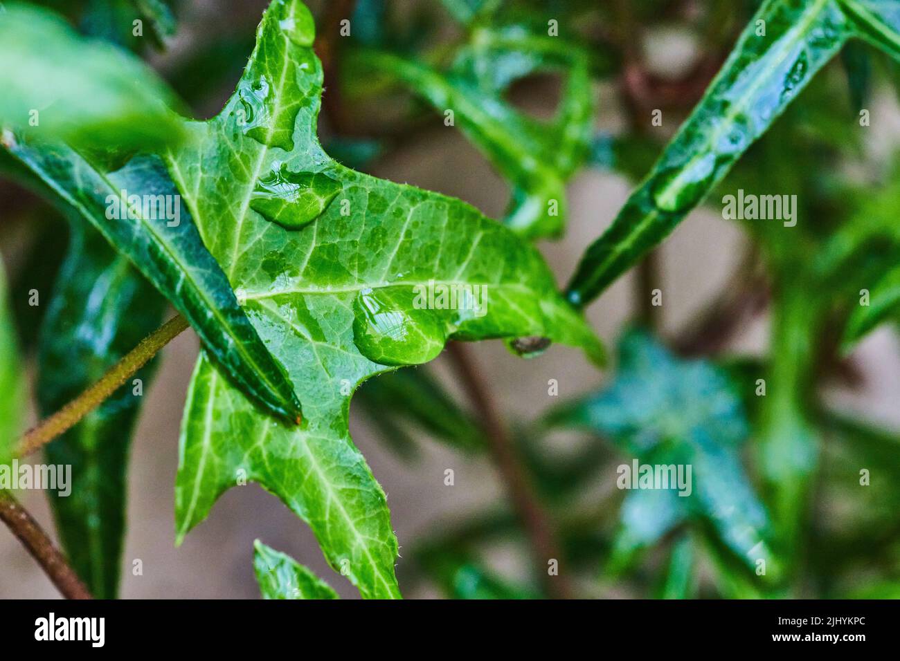 Macro de petite feuille verte avec gouttes d'eau Banque D'Images
