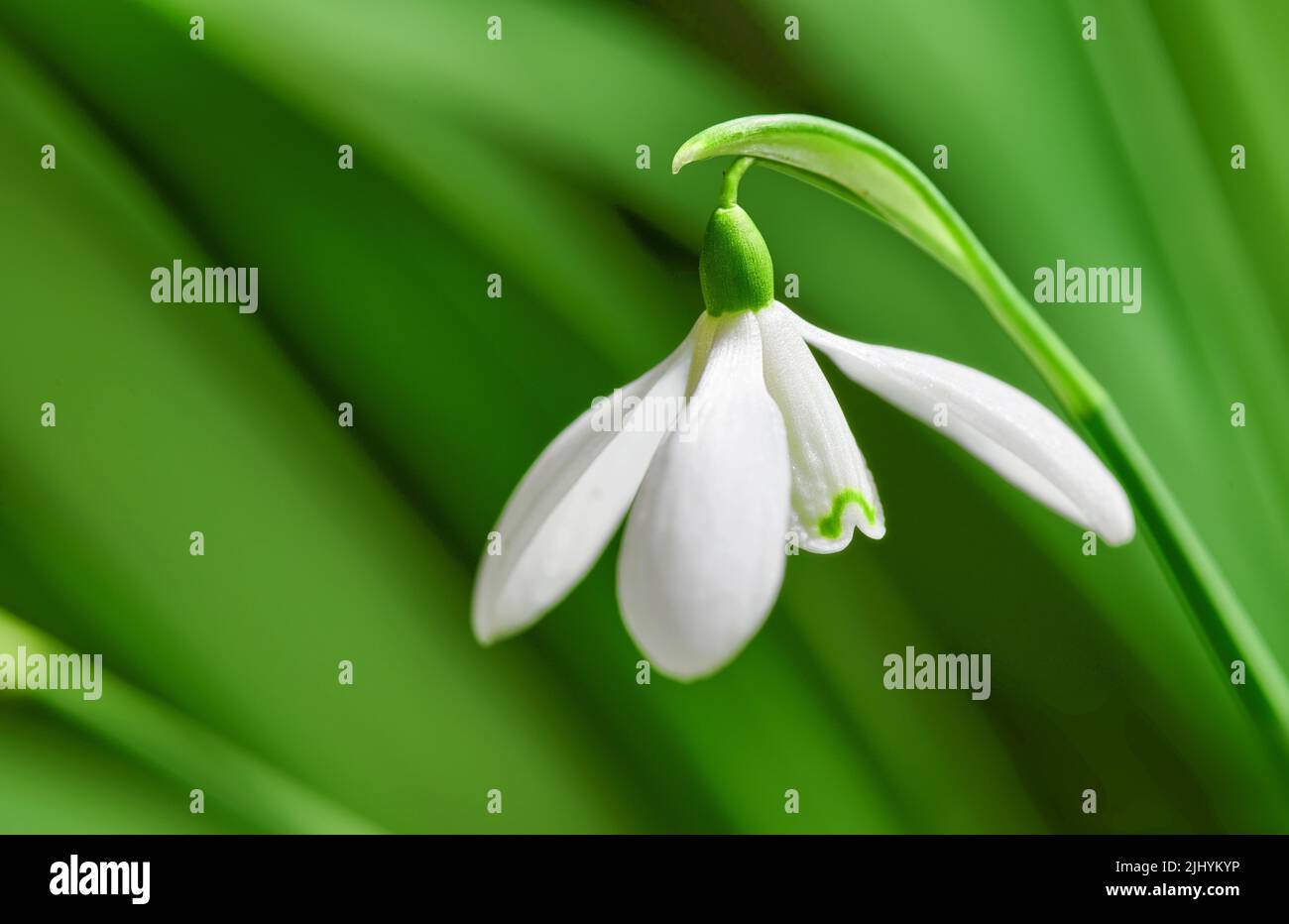 Gros plan d'une goutte d'eau blanche pure ou d'une fleur de galanthus sur un arrière-plan vert de l'espace de copie. Plante bulbeuse, vivace et herbacée du Banque D'Images