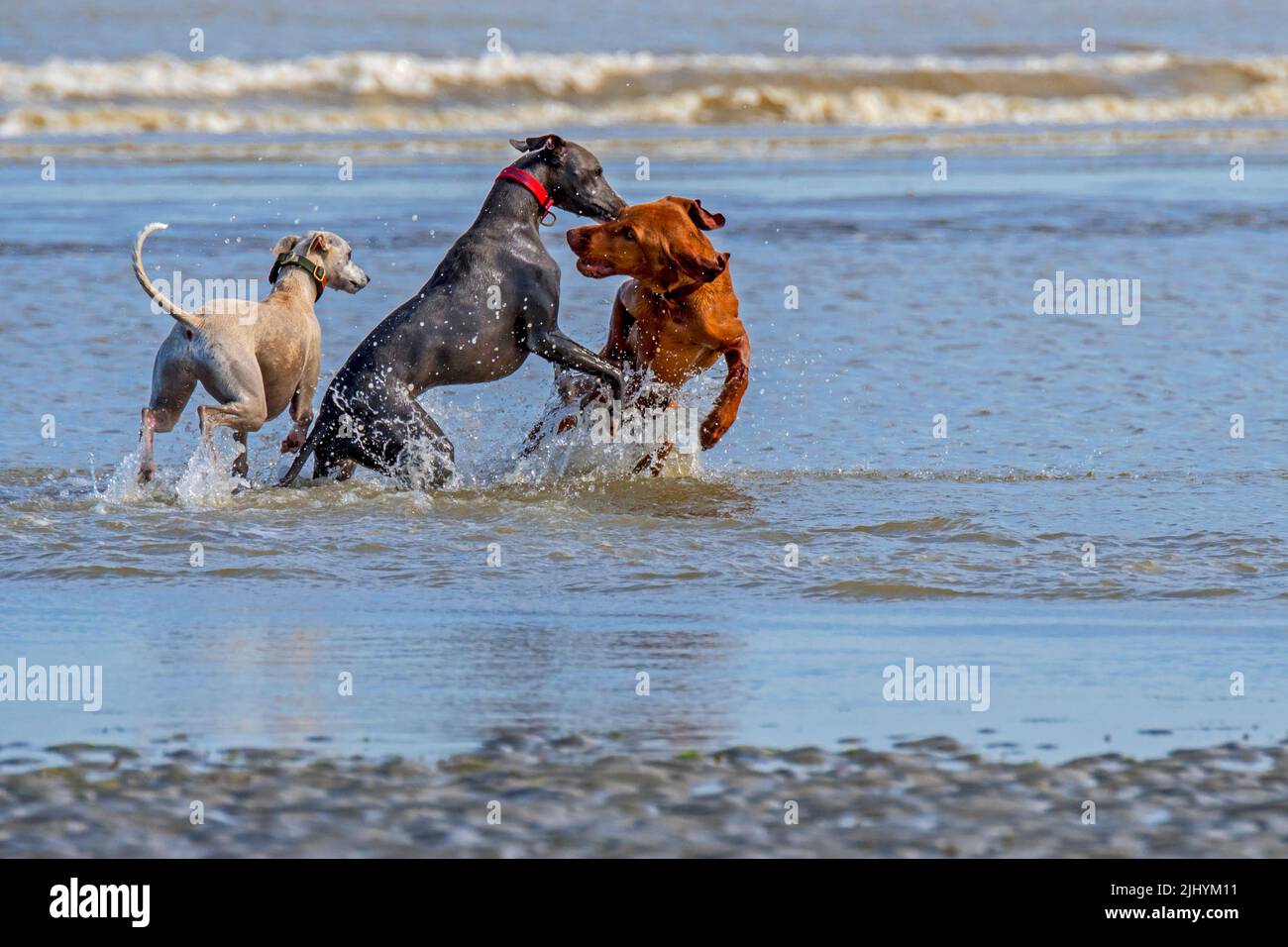 Deux soupirs et un chien Vizsla jouant dans des eaux peu profondes sur la plage le long de la côte de la mer du Nord Banque D'Images