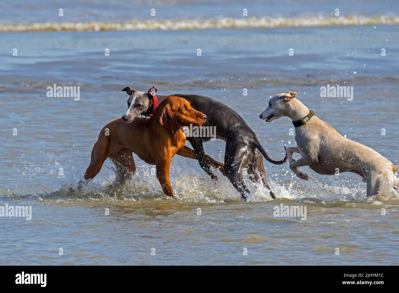 Deux soupirs de rencontre ont surpris le chien de Vizsla dans les eaux peu profondes sur la plage le long de la côte de la mer du Nord Banque D'Images