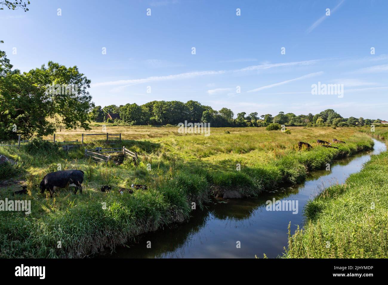 Vaches le long de la rive de la rivière Cuckmere, dans les South Downs à Sussex Banque D'Images
