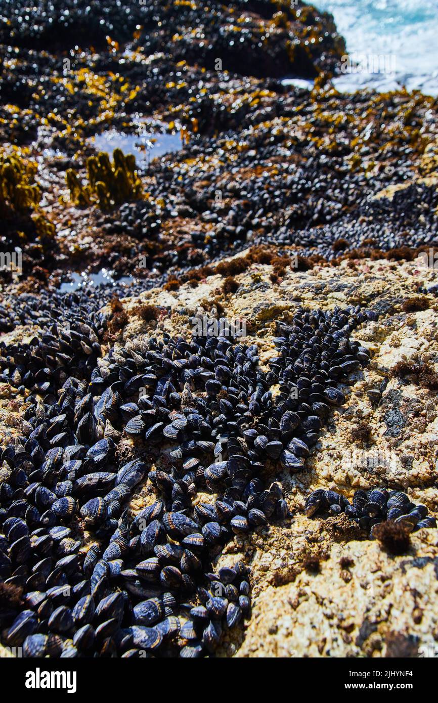 Bassin de marée de la côte ouest couvert de milliers de moules Banque D'Images