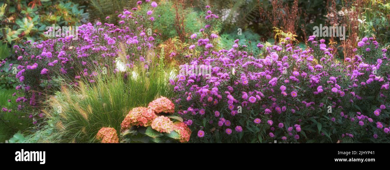 Gros plan de fleurs colorées qui poussent dans une forêt tranquille. Zoomez sur les plantes sauvages saisonnières avec différentes nuances et couleurs. Détail de macro, texture et Banque D'Images