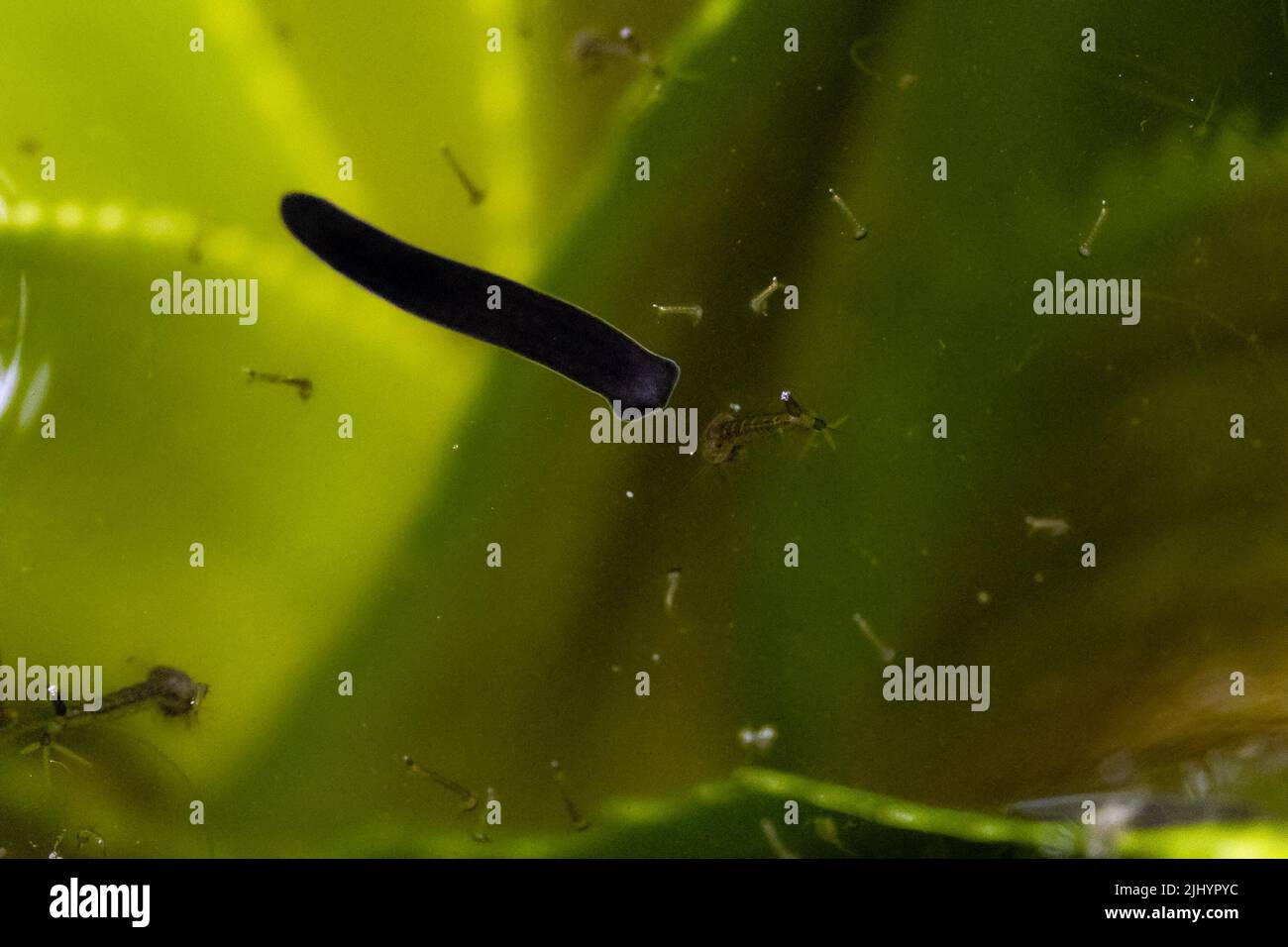 Ver plat de planarium d'eau douce, avec des capacités de régénération et une hermaphrodite, nageant dans un étang de jardin avec des larves de moustiques, West Yorkshire, Royaume-Uni Banque D'Images