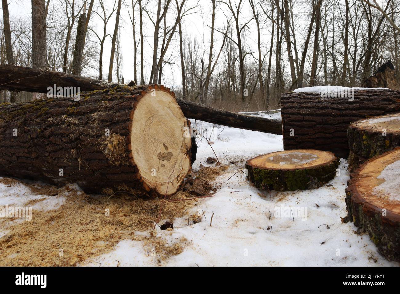 Arbres sciés dans la forêt d'hiver Banque D'Images