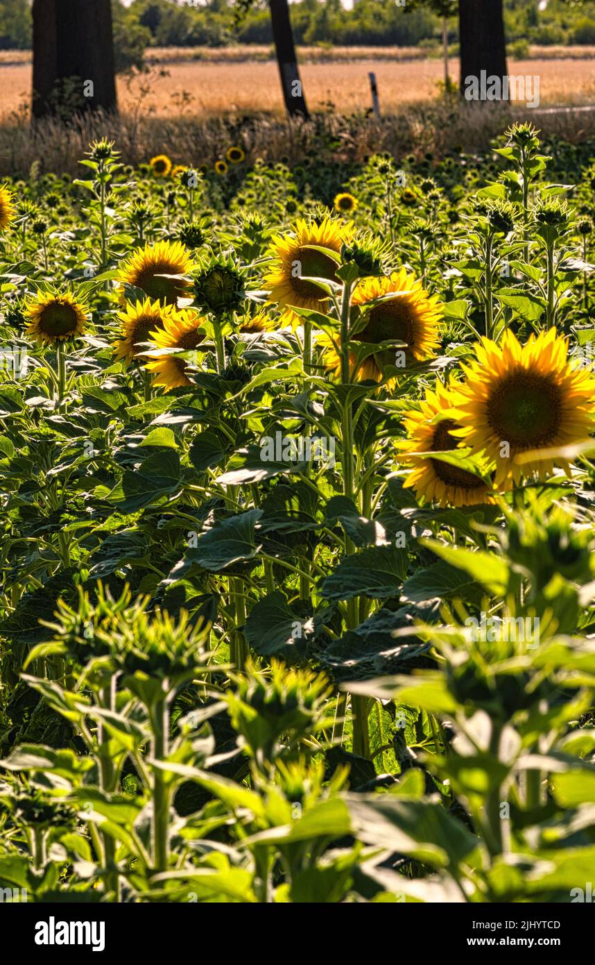 Champ de tournesol avec beaucoup de fleurs jaunes. L'huile de tournesol est produite à partir des graines. Plantes photo de la nature Banque D'Images